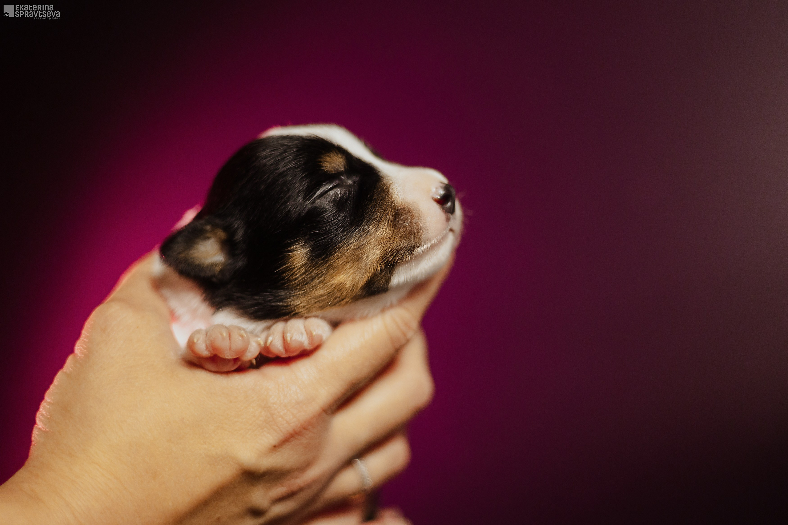 Щенки бордер колли от Ап х Ра. Фотограф Анималист Екатерина Справцева в Нижнем Новгороде
