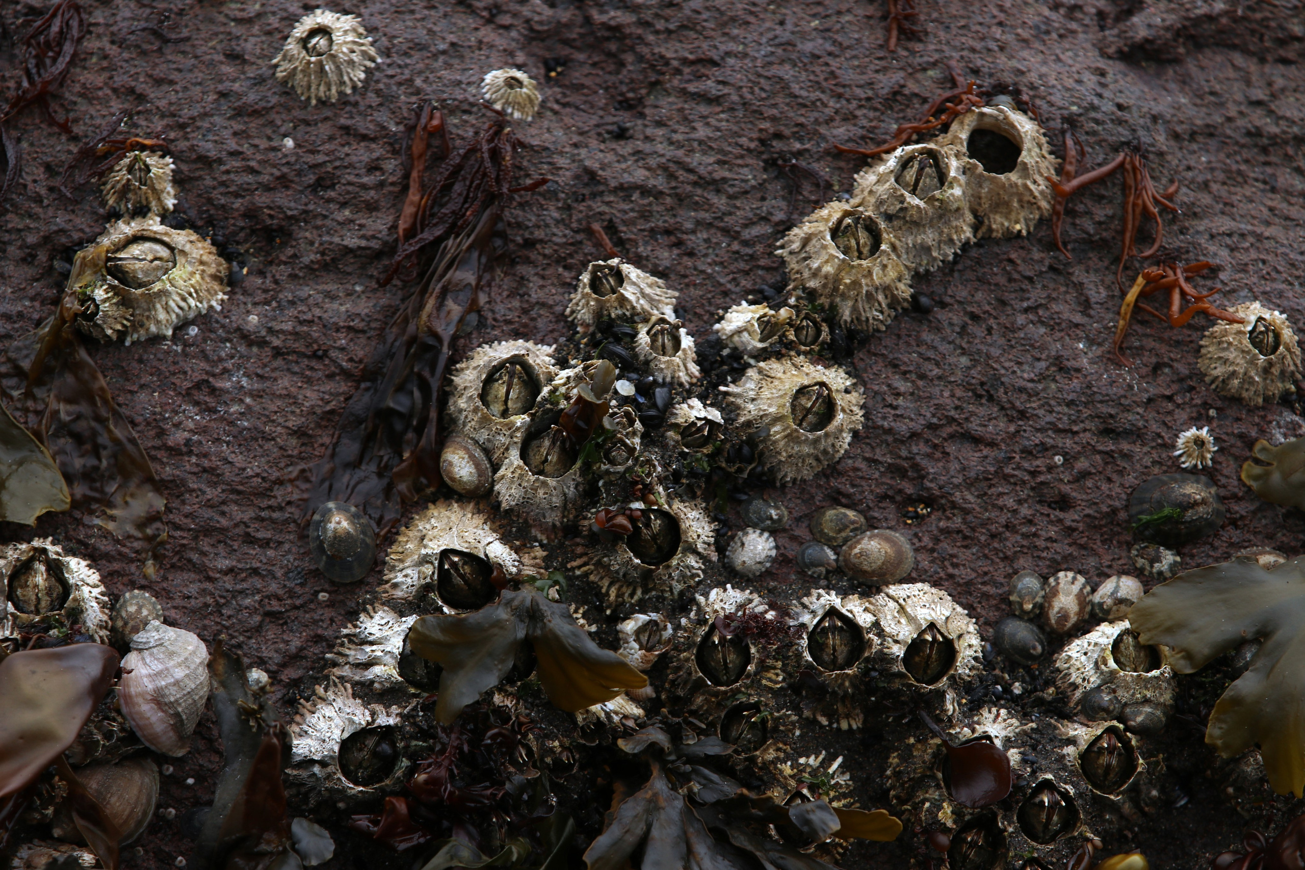 Камчатка и о. Парамушир. Июль 2024. Путешественник-фотограф из Санкт-Петербурга Татьяна Свистулина