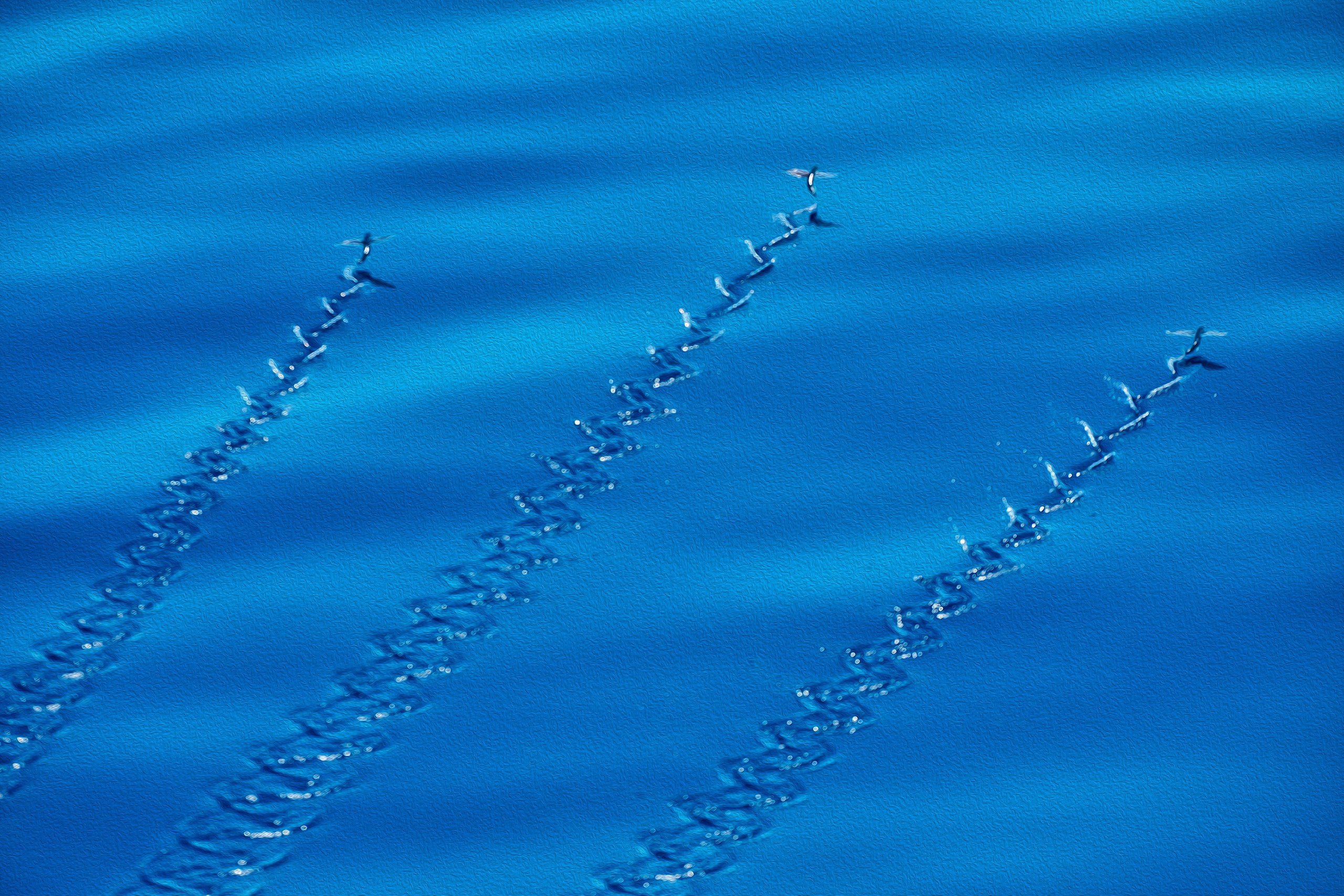 Фотографии животных. Яркие фото на Чёрном море