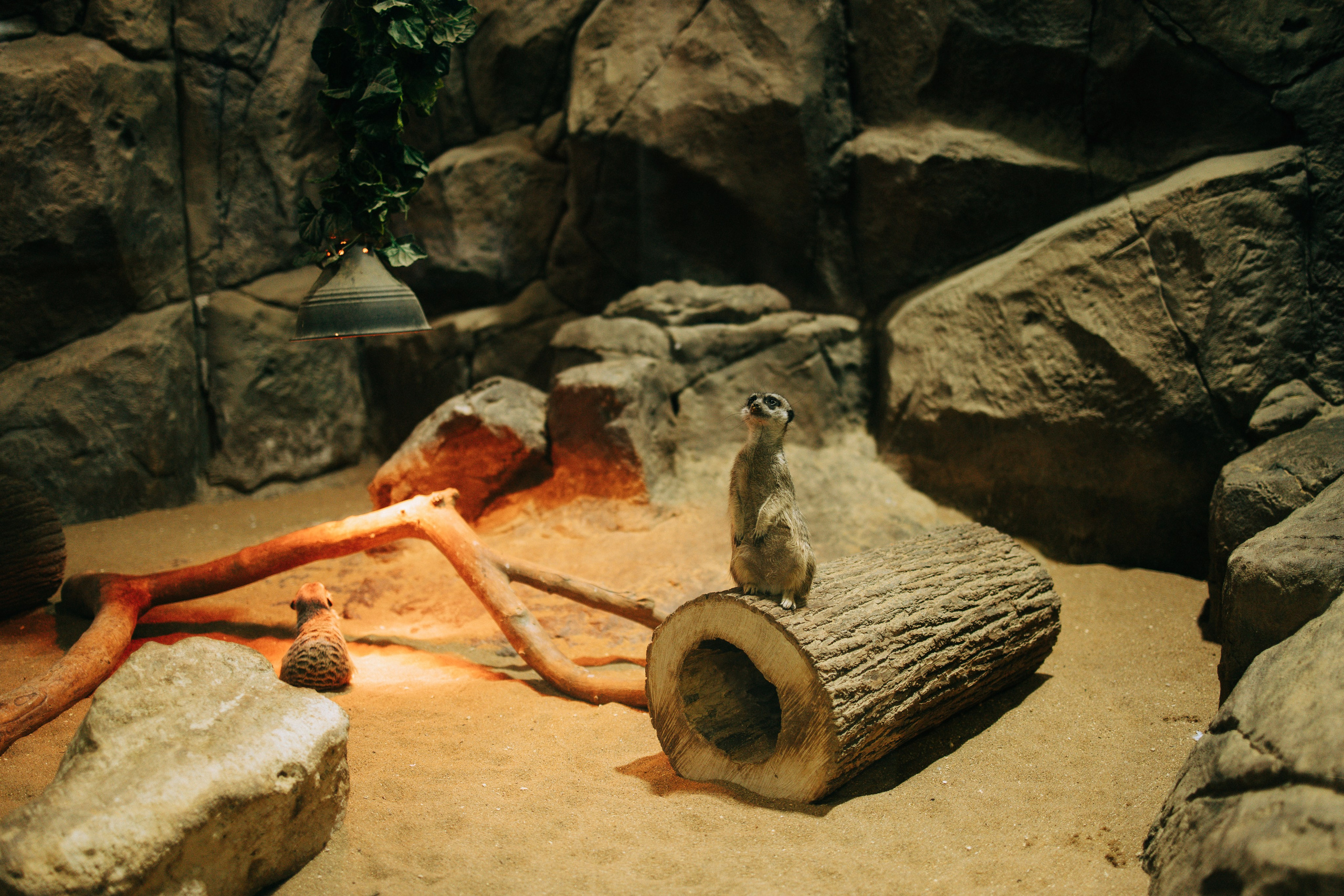 Осень, парк, экзотариум. Свадебный и семейный фотограф в Туле и области Маша Костина