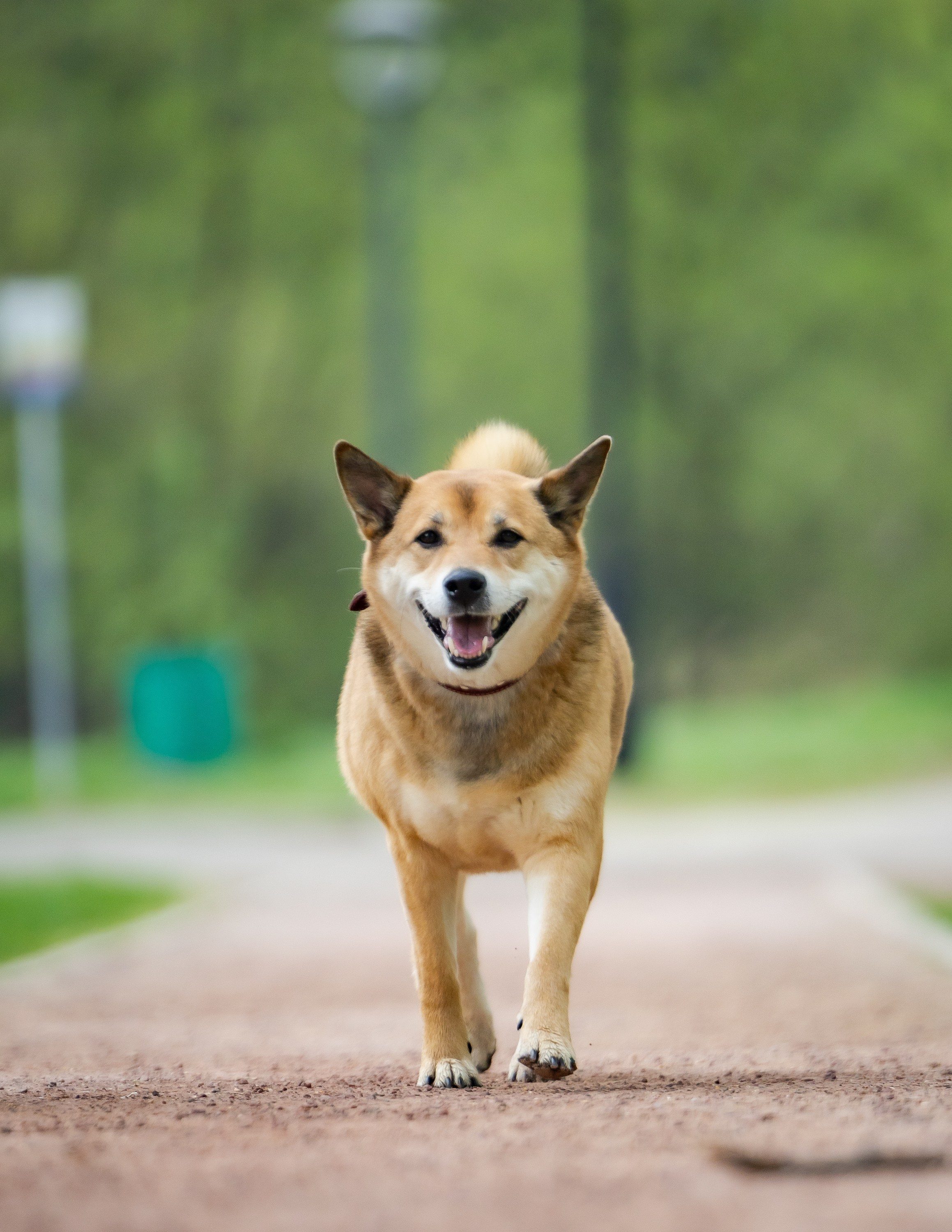 Животные. Фотограф Владимир Охрименко