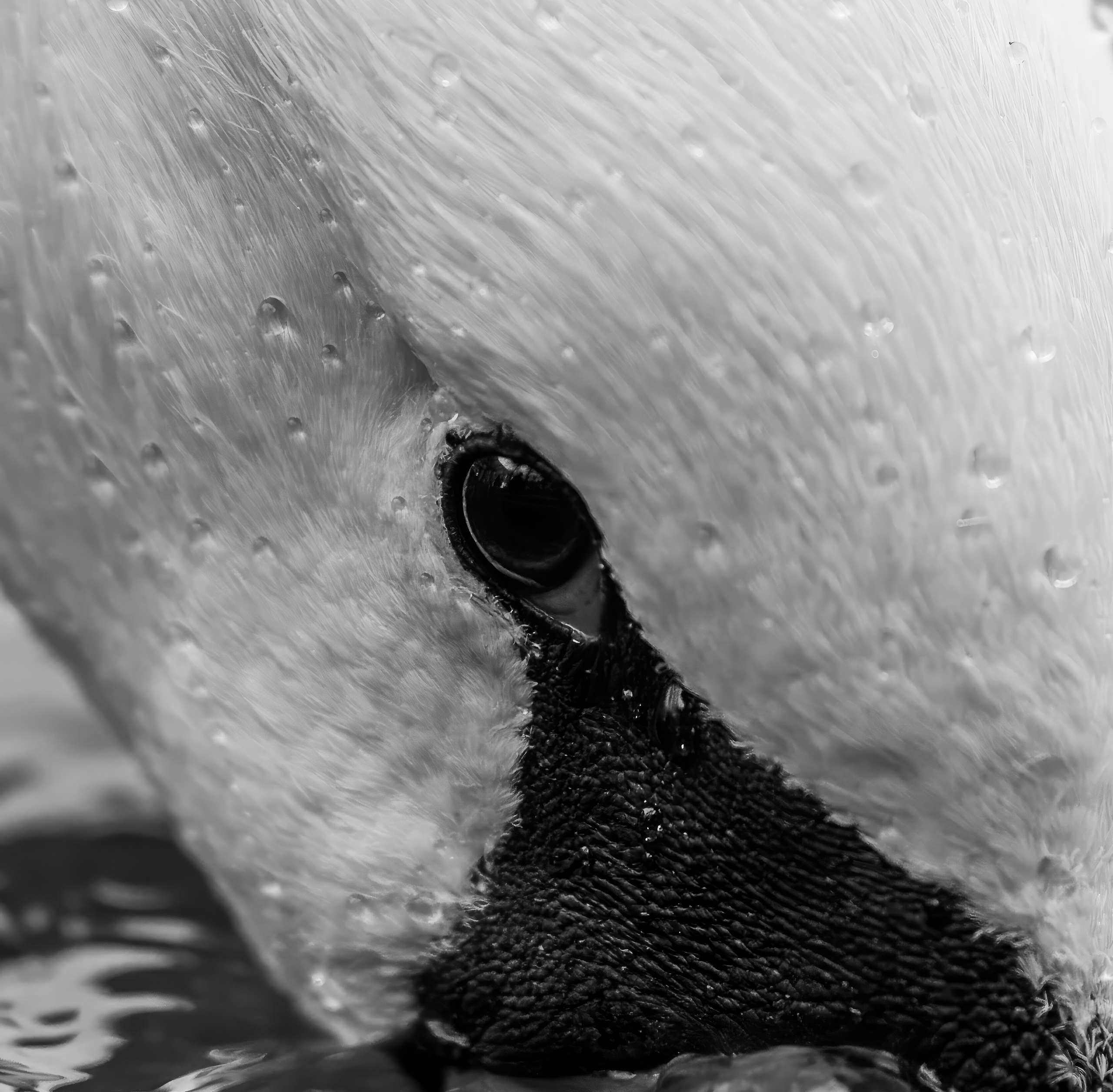 Арт. Oles Paritskiy