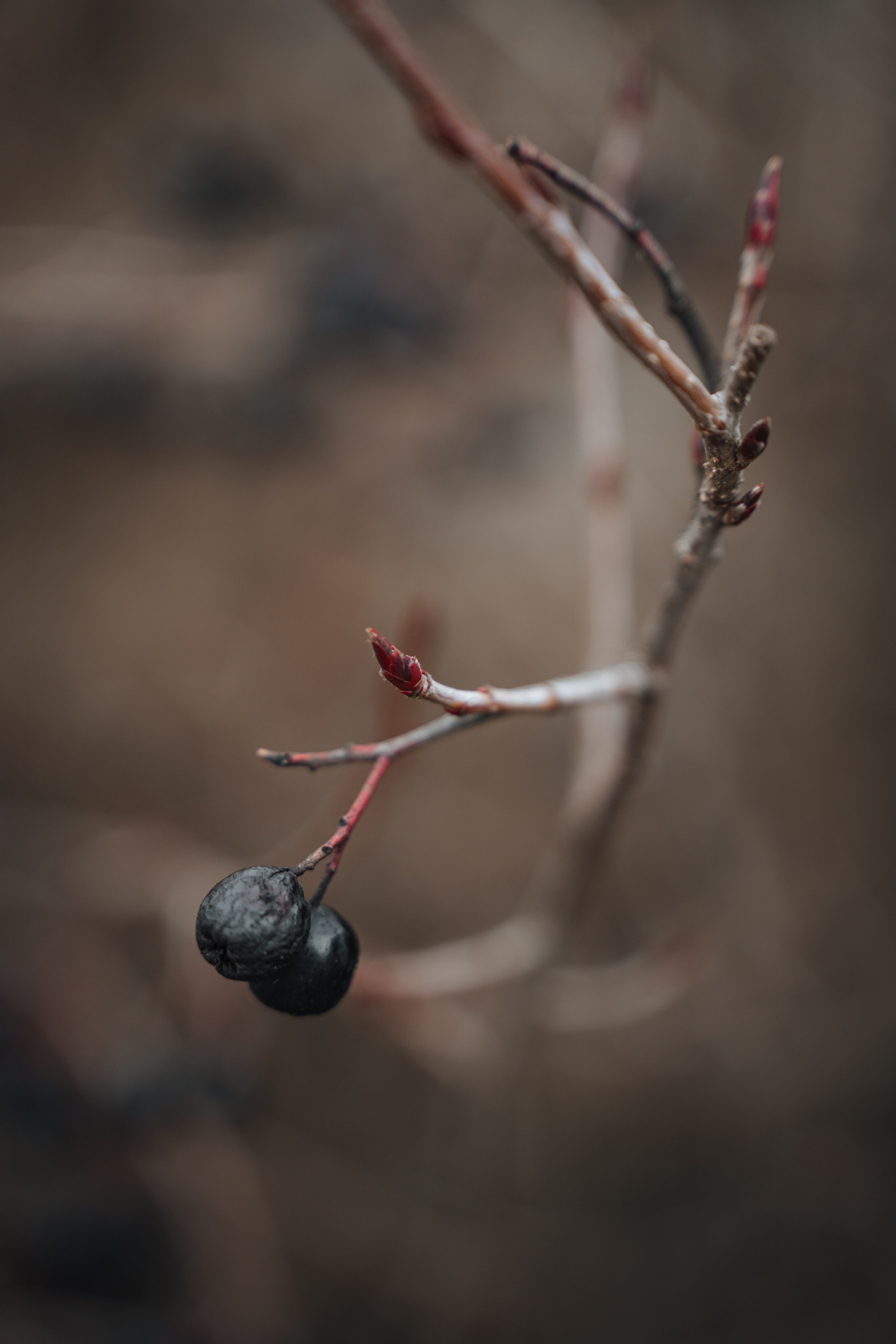 Евгения. Конный клуб. Портретный фотограф в Санкт-Петербурге Дмитриева Наталия