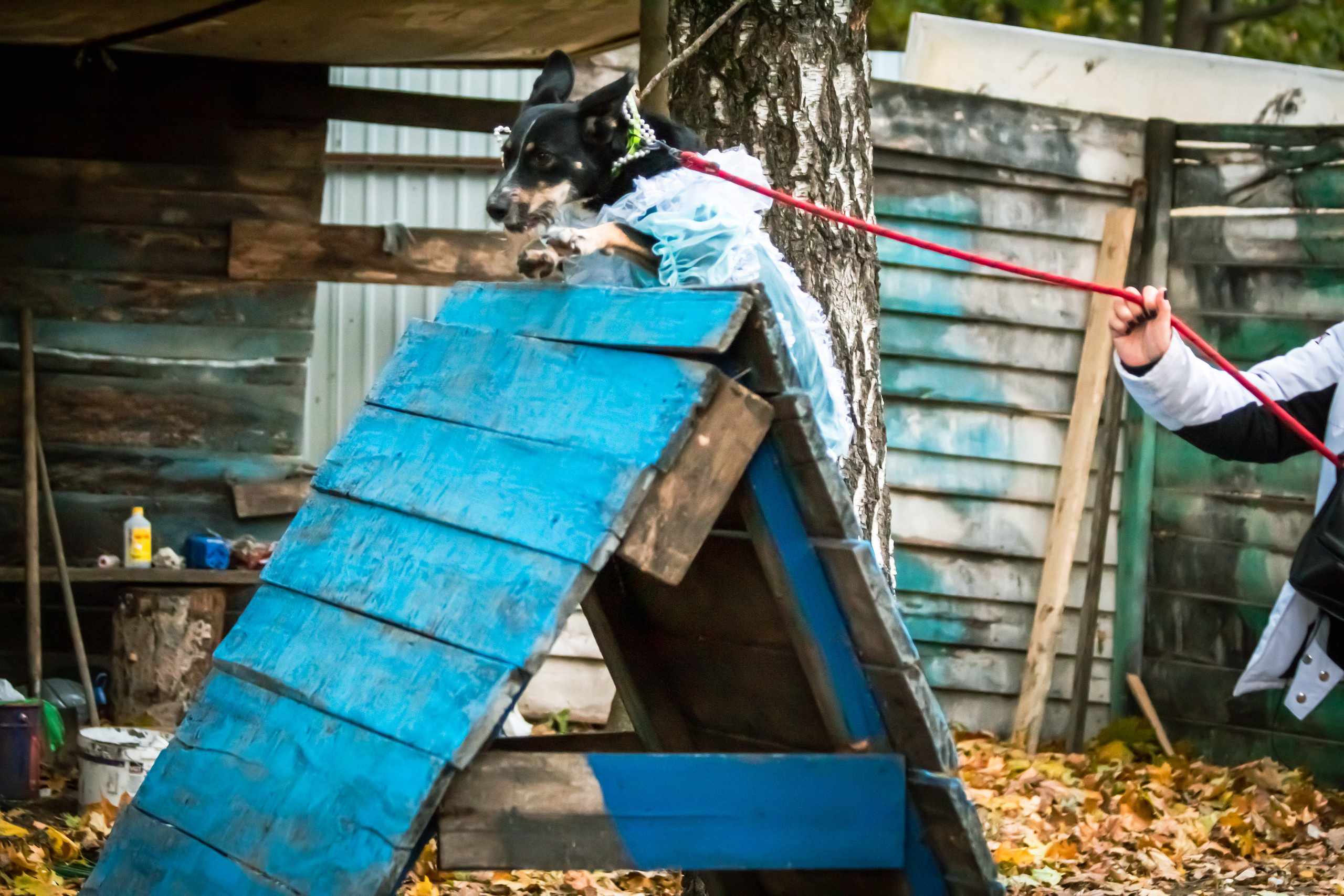 Костюмированный парад собак. Фотограф анималист — Тула, Москва