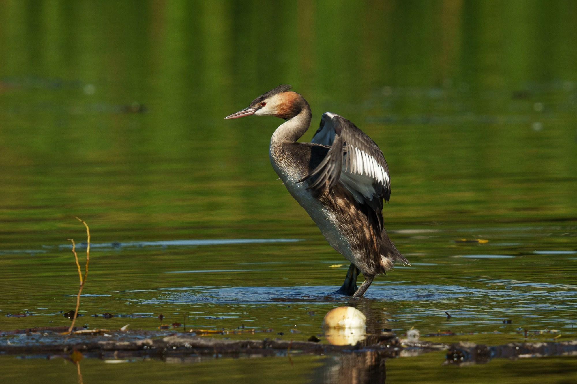 Удивительные мир птиц. Вокруг нас столько прекрасного — присмотритесь!. Ваш личный фотограф Марина Волкова