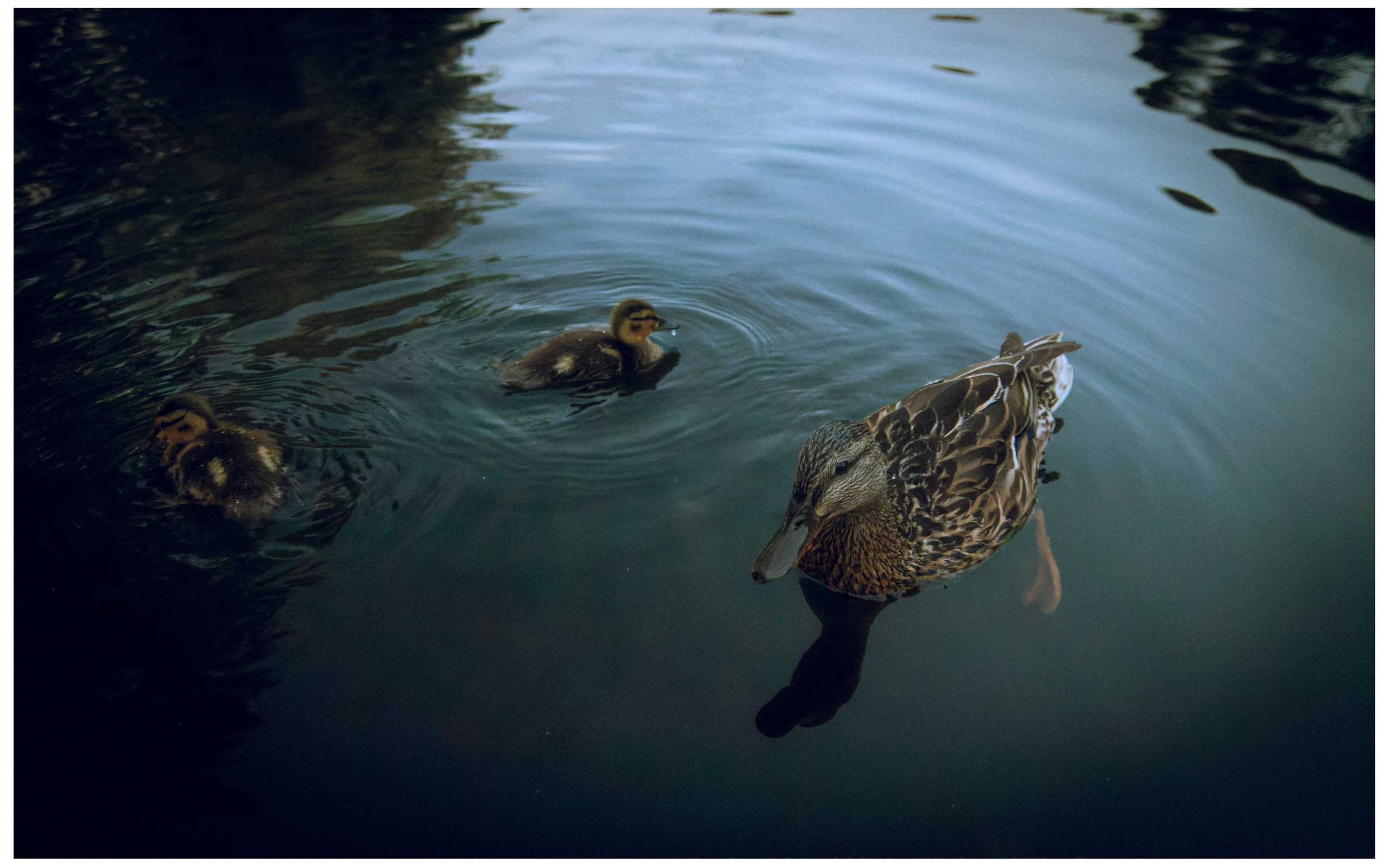 Из наблюдений. Плак или Квак