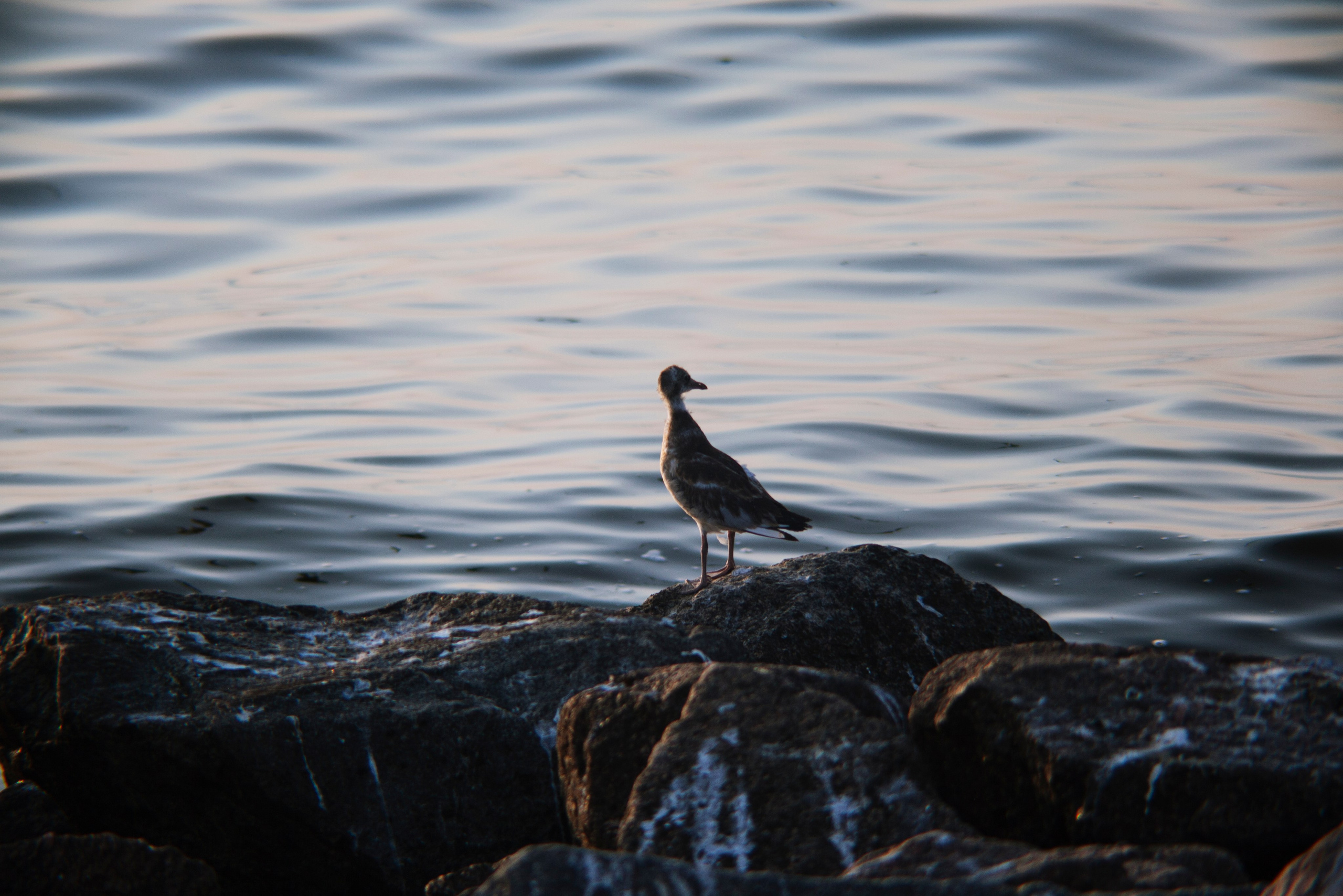 Птичий базар на заливе. Фотограф Адигамова Юлия в Петербурге