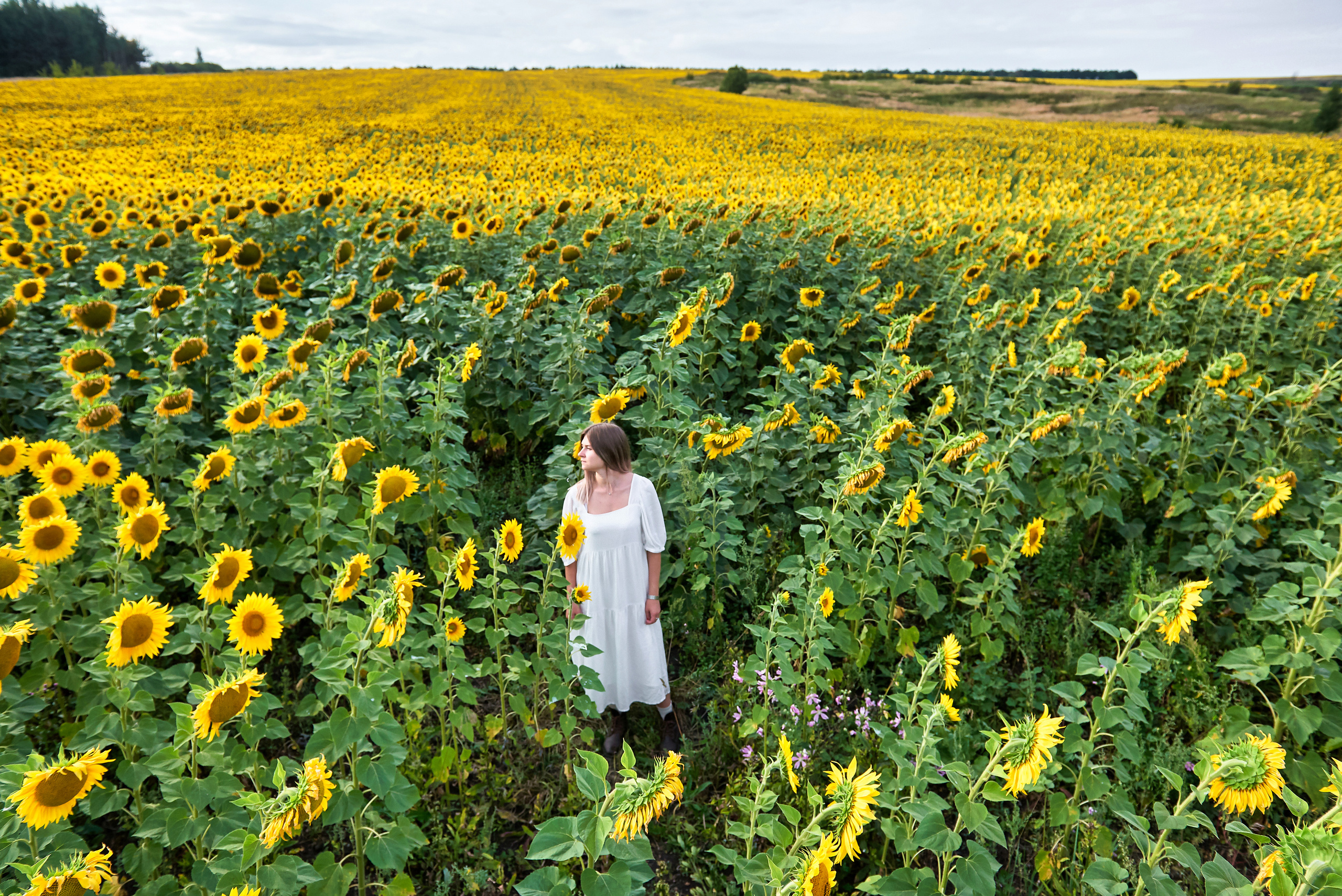 В подсолнухах. Фотосъемка мероприятий
