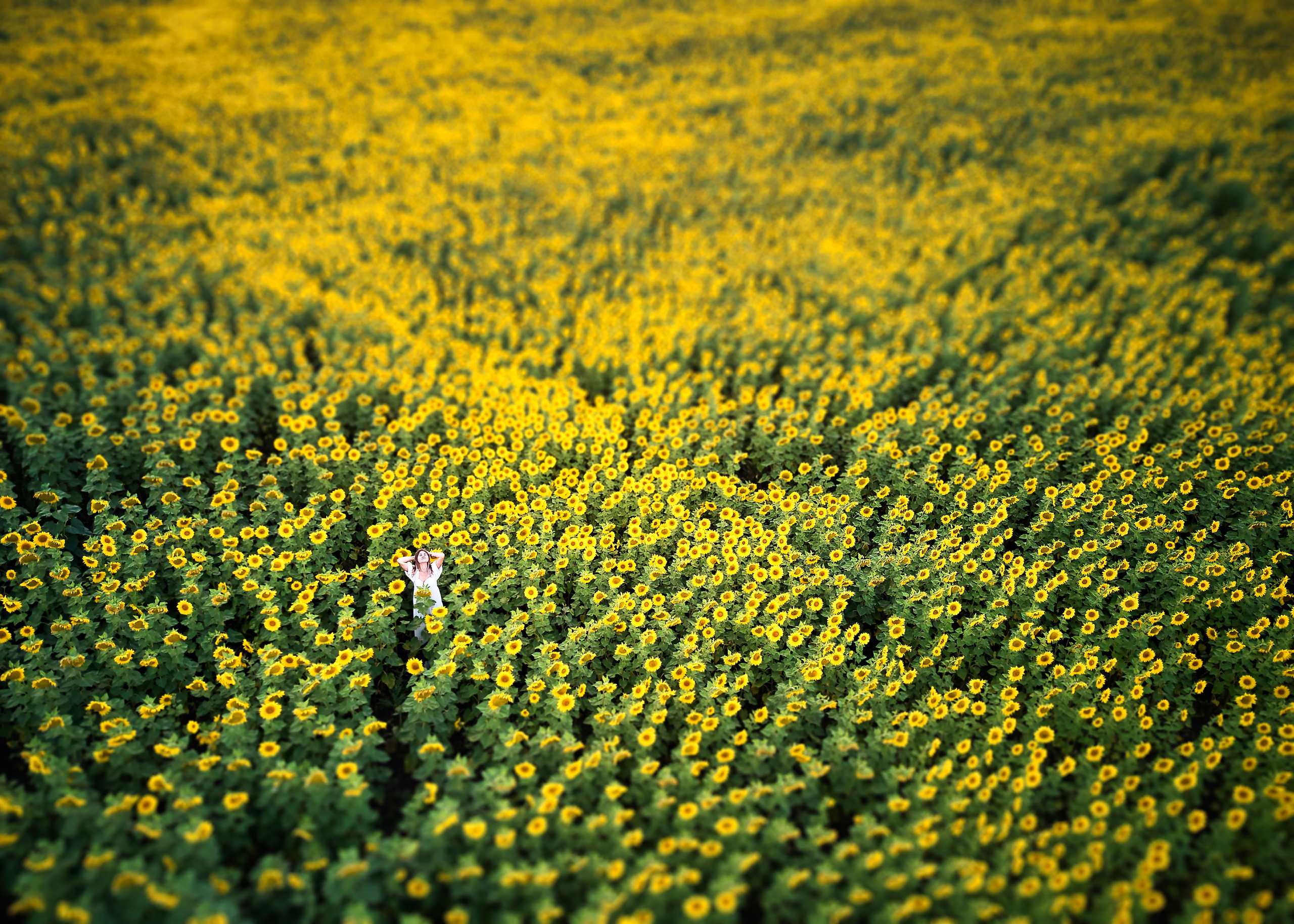 В подсолнухах. Фотосъемка мероприятий