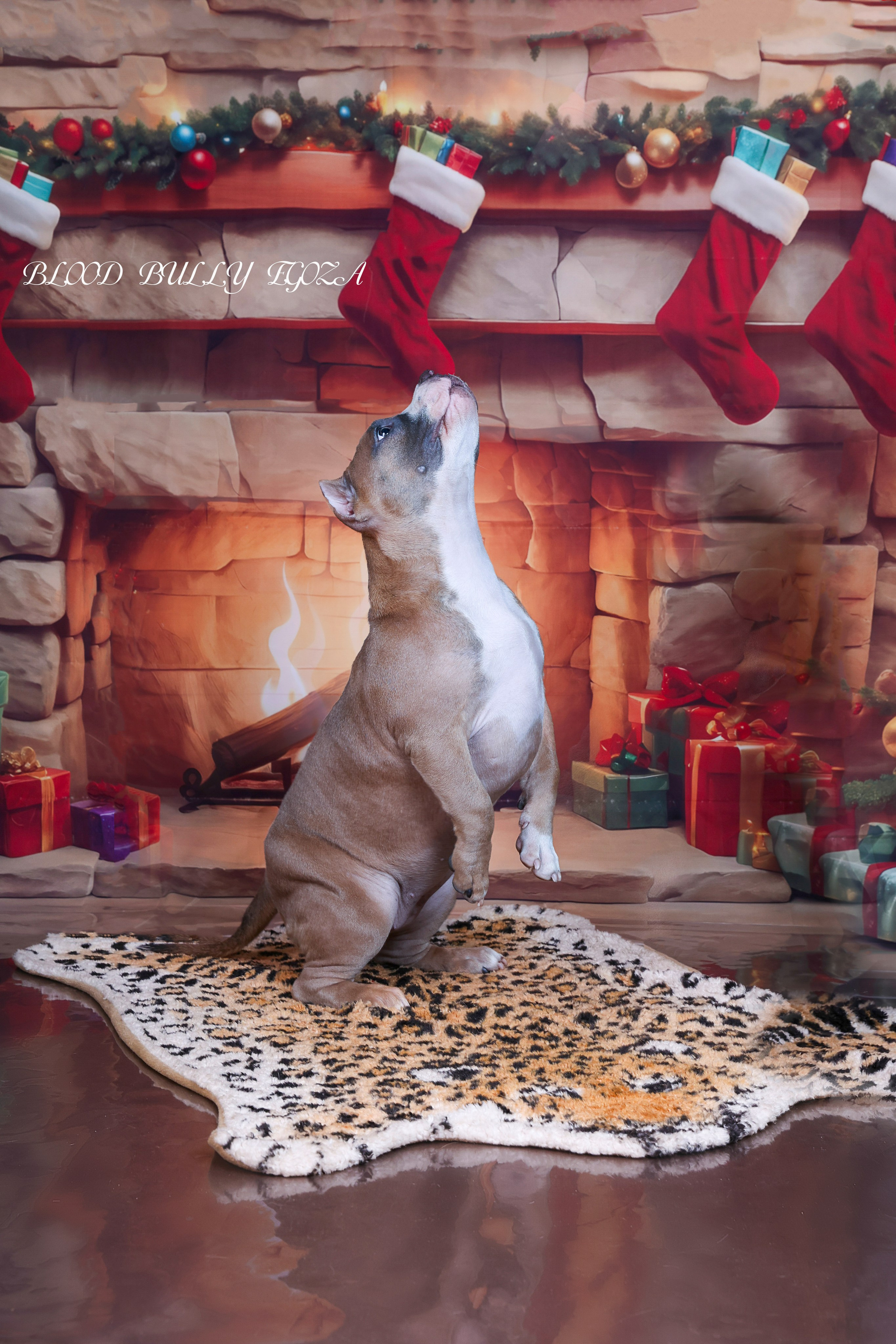 Американский булли!. Фотограф 📸 семейный, предметный, репортажный