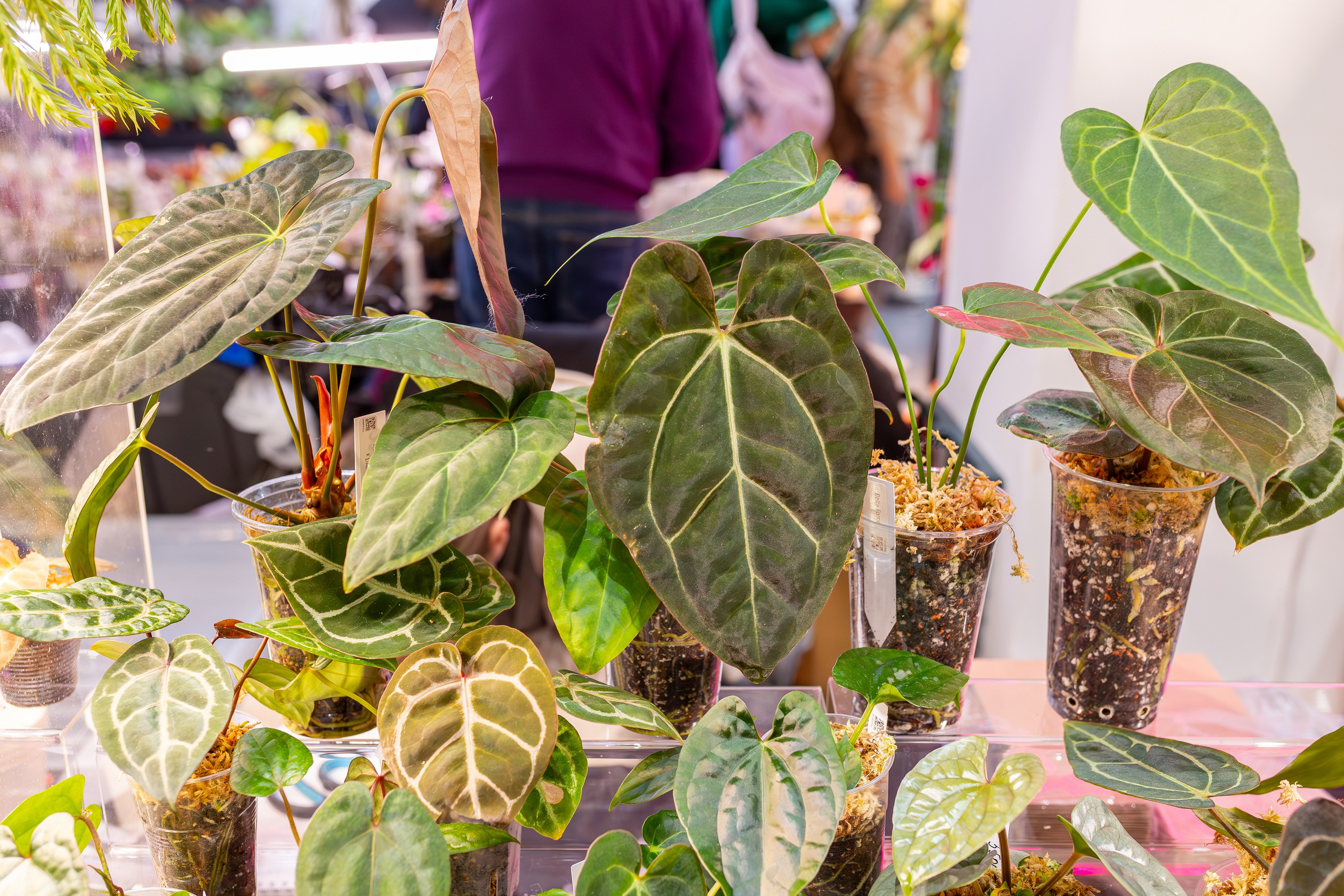 Монстериум 11–12 октября. Александра Куликова фотограф, Москва