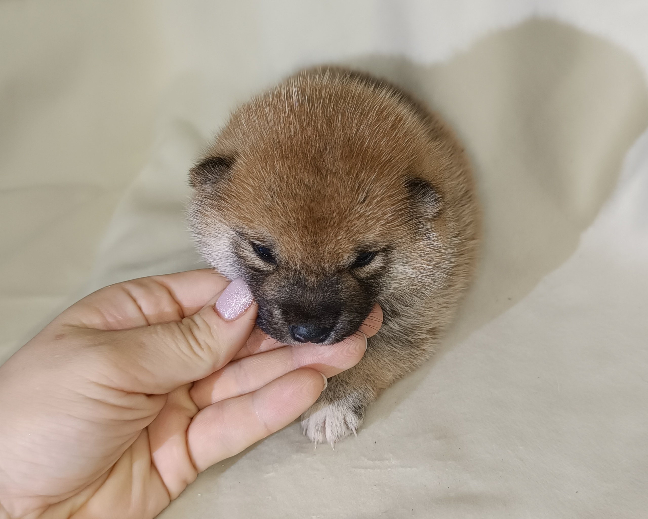 сиба питомник Рубилайт щенки на продажу rubylight  сиба щенки купить СПб Санкт-Петербург 