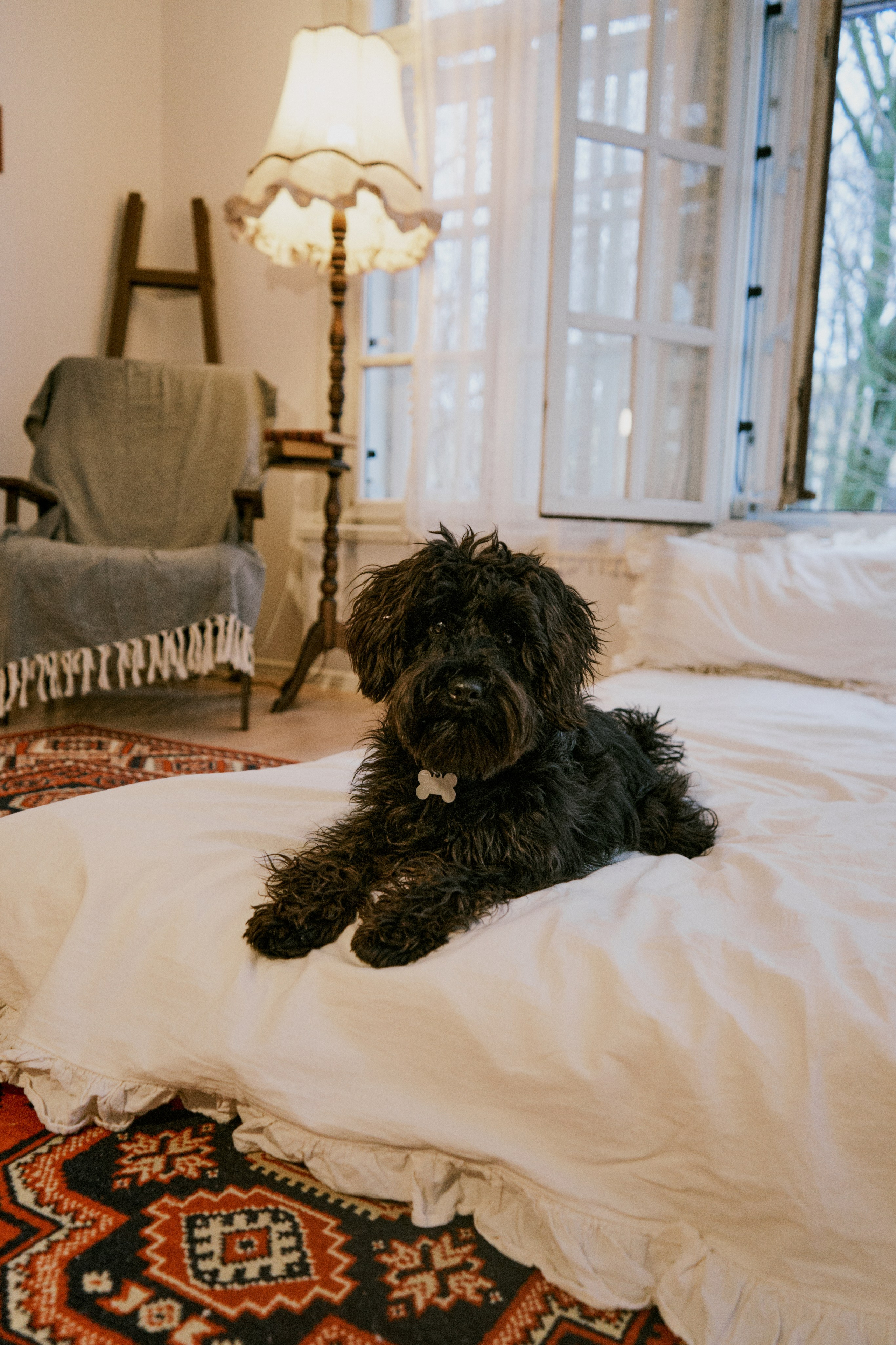 Хвостатый фотодень. Фотограф / Санкт-Петербург / Галина Никонова