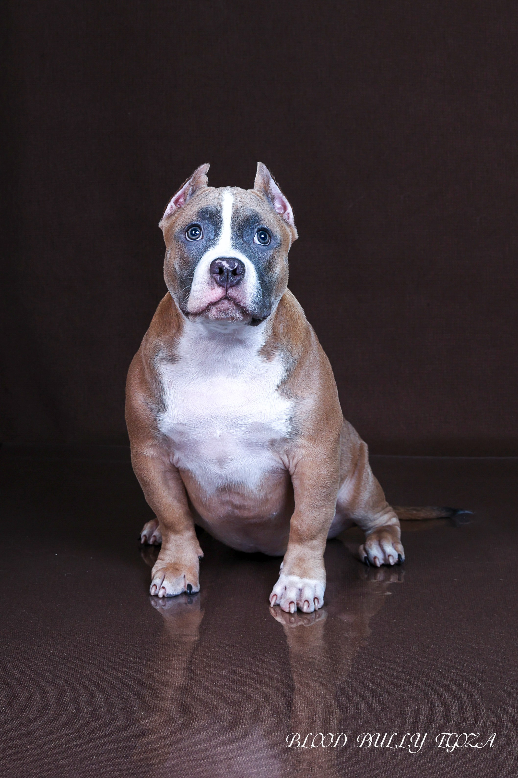 Американский булли!. Фотограф 📸 семейный, предметный, репортажный