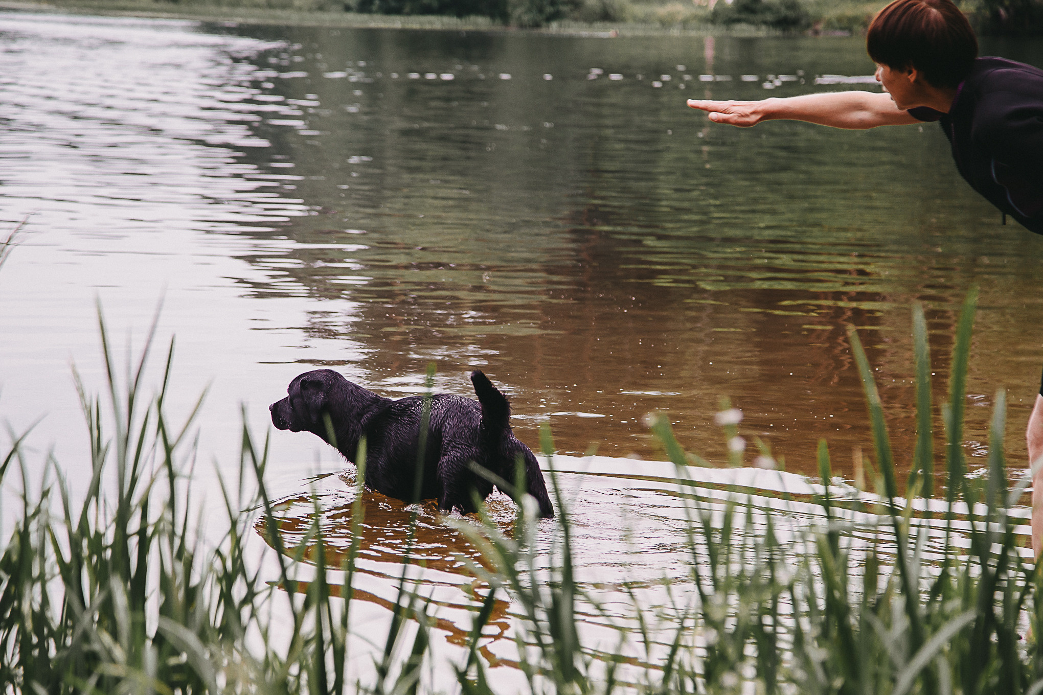 Dog Пати. Свадебный Семейный Репортажный фотограф в Москве