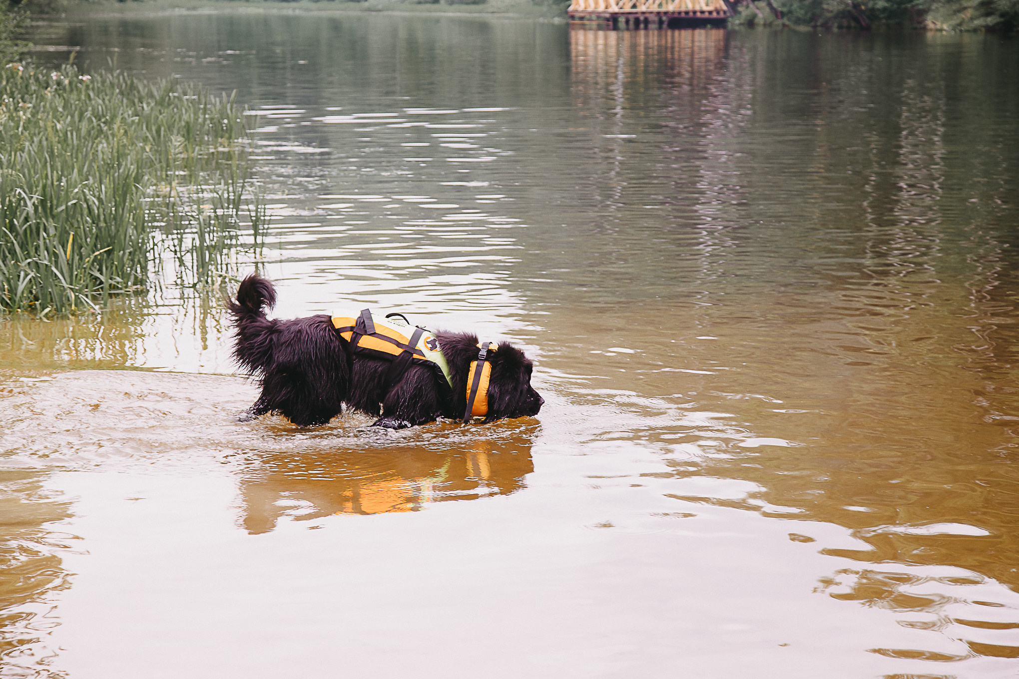 Dog Пати. Свадебный Семейный Репортажный фотограф в Москве