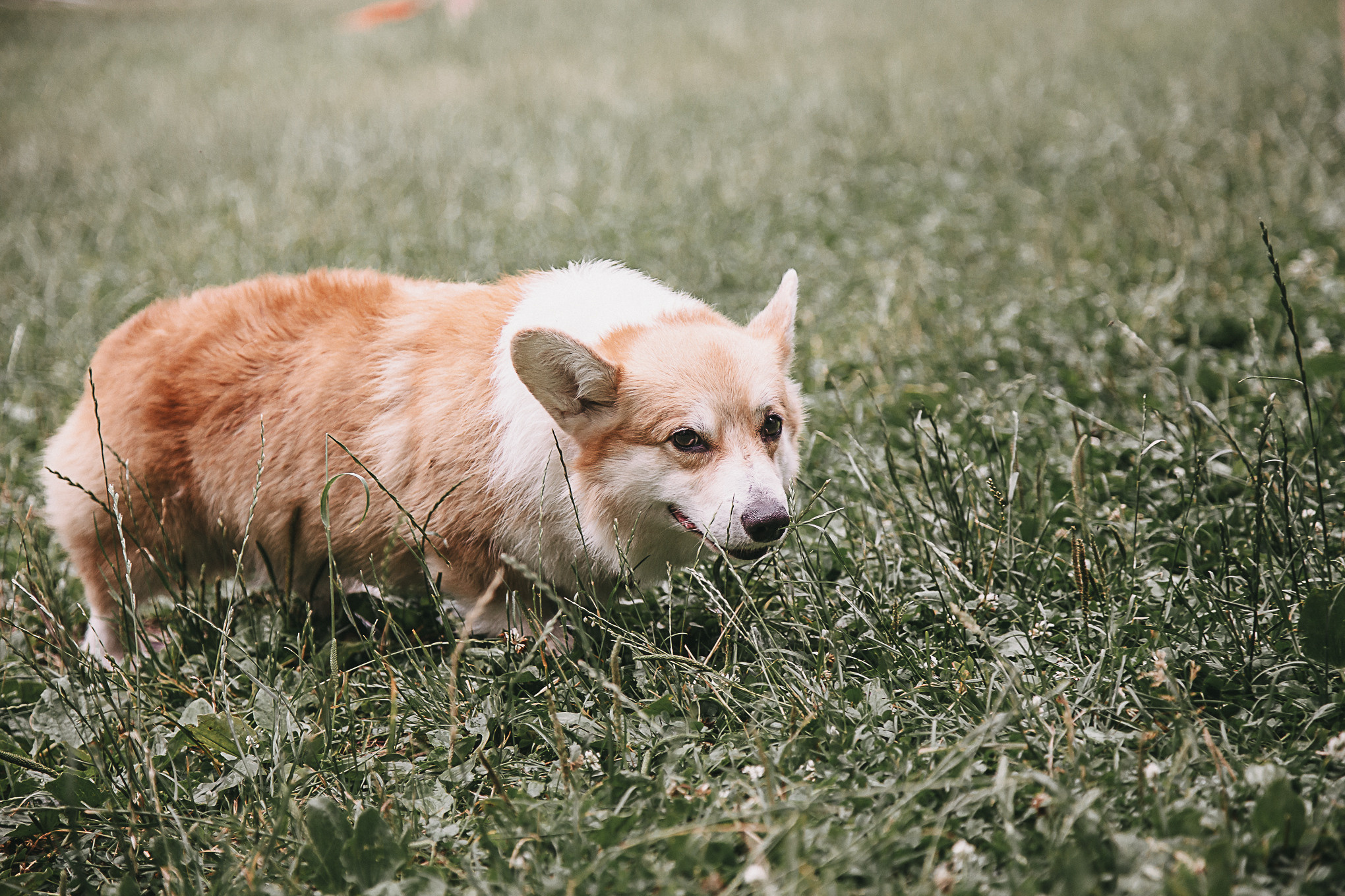 Dog Пати. Свадебный Семейный Репортажный фотограф в Москве