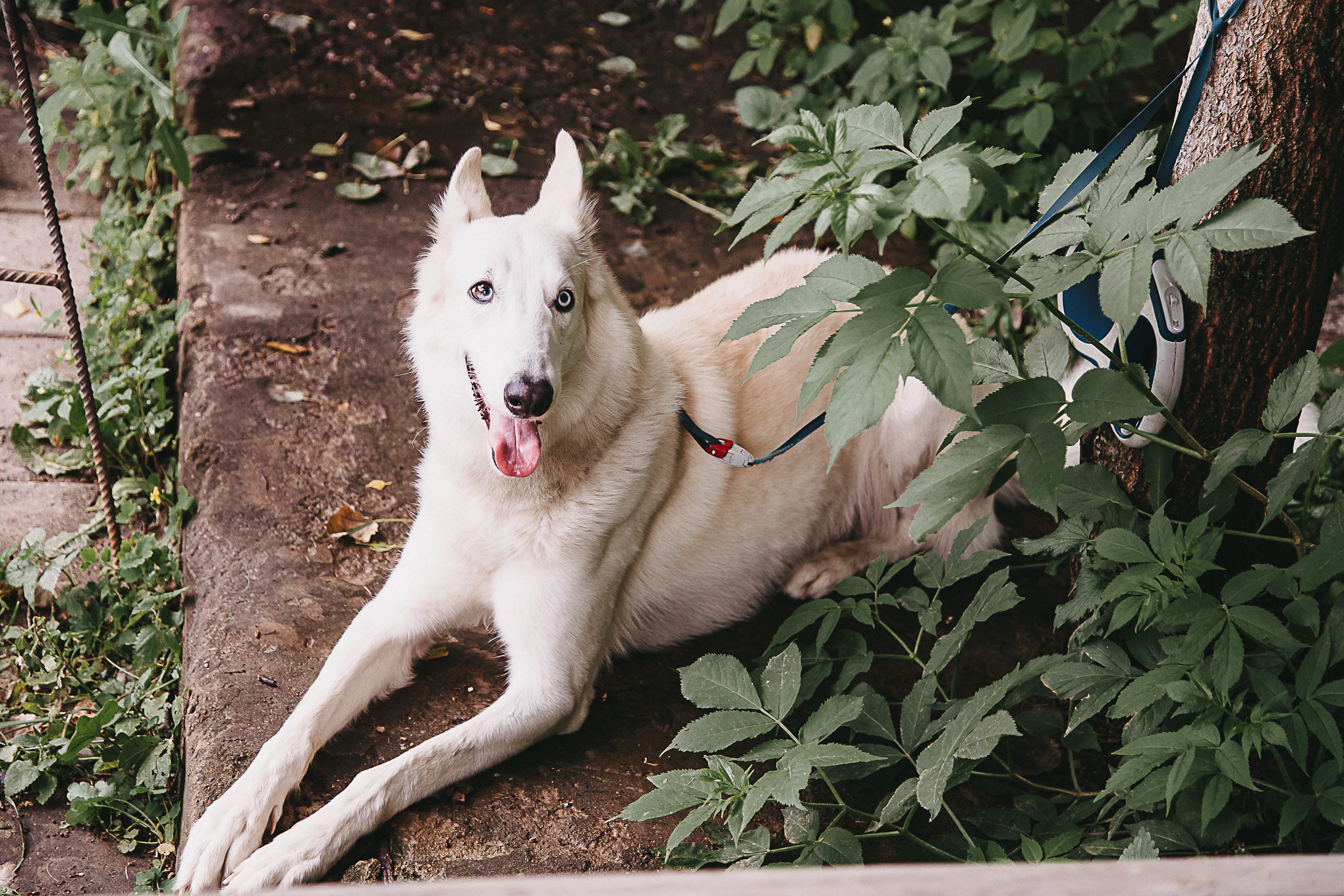 Dog Пати. Свадебный Семейный Репортажный фотограф в Москве