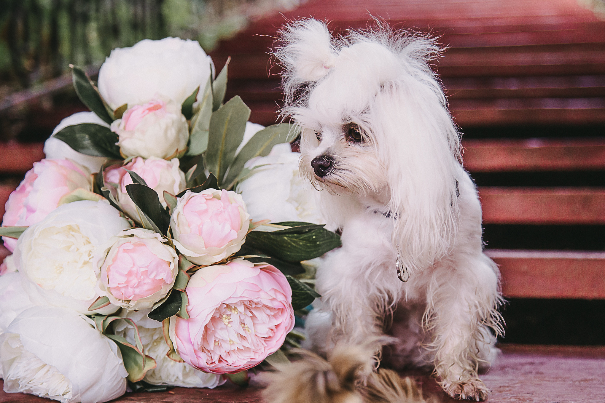 Dog Пати. Свадебный Семейный Репортажный фотограф в Москве