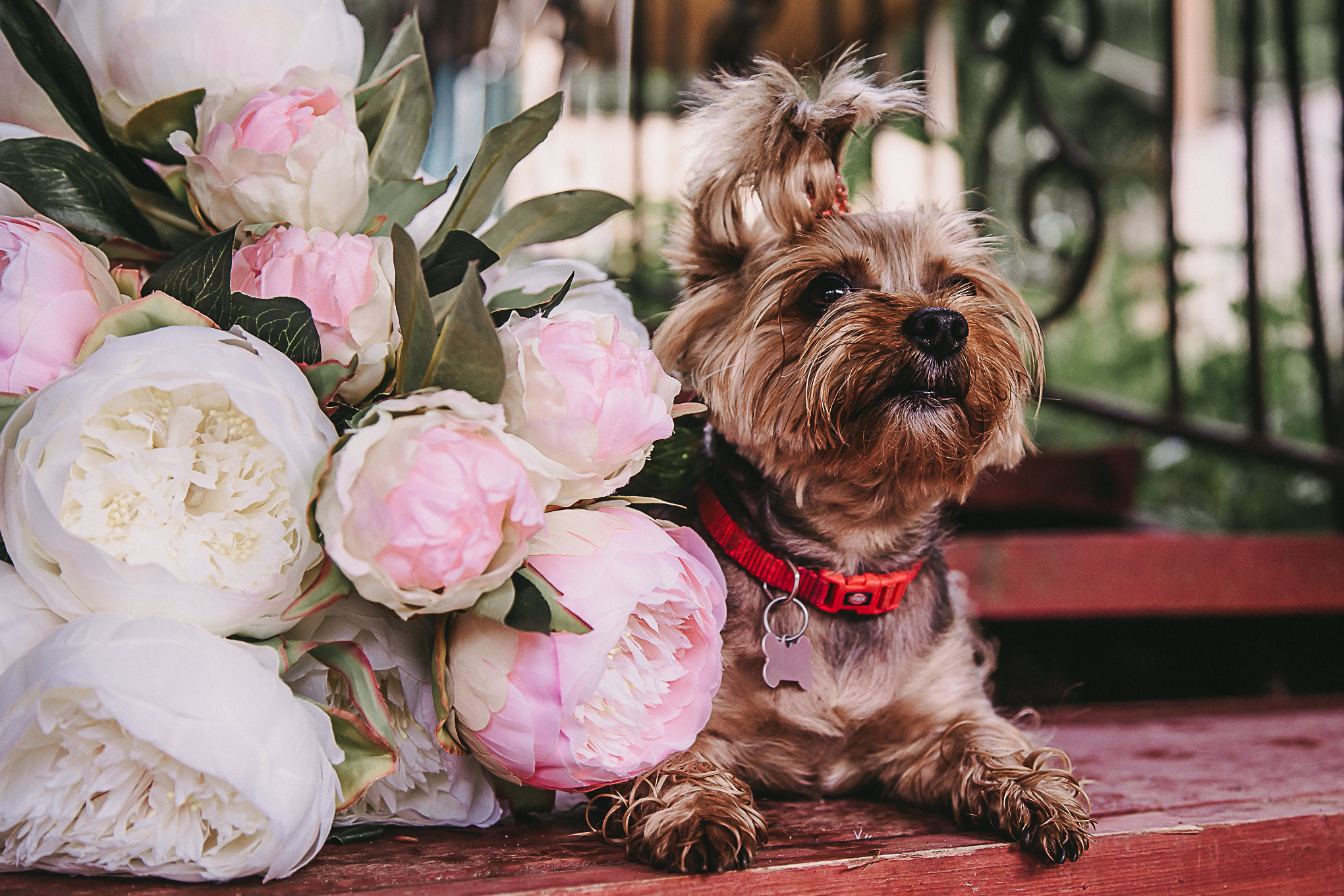 Dog Пати. Свадебный Семейный Репортажный фотограф в Москве