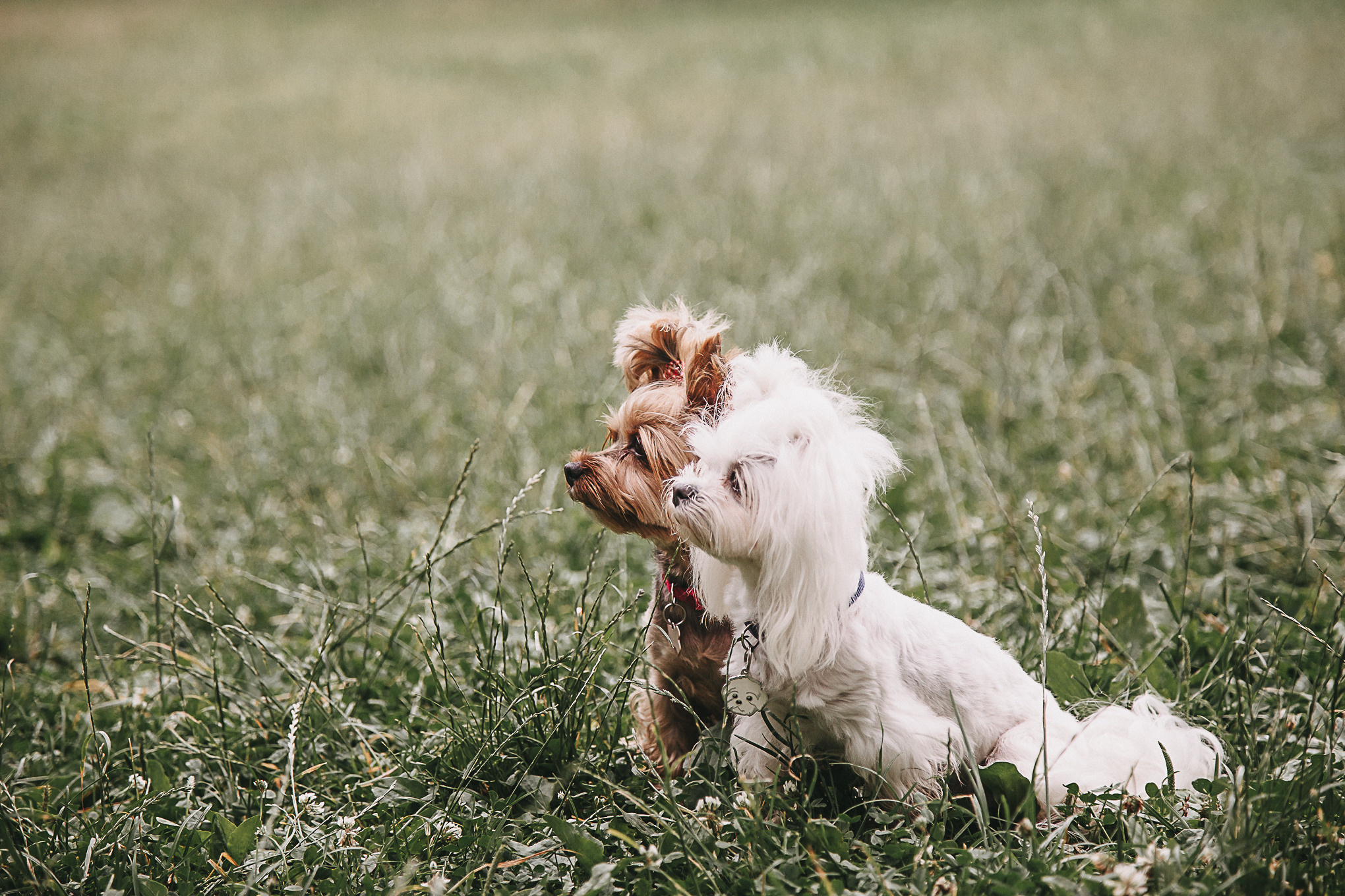Dog Пати. Свадебный Семейный Репортажный фотограф в Москве