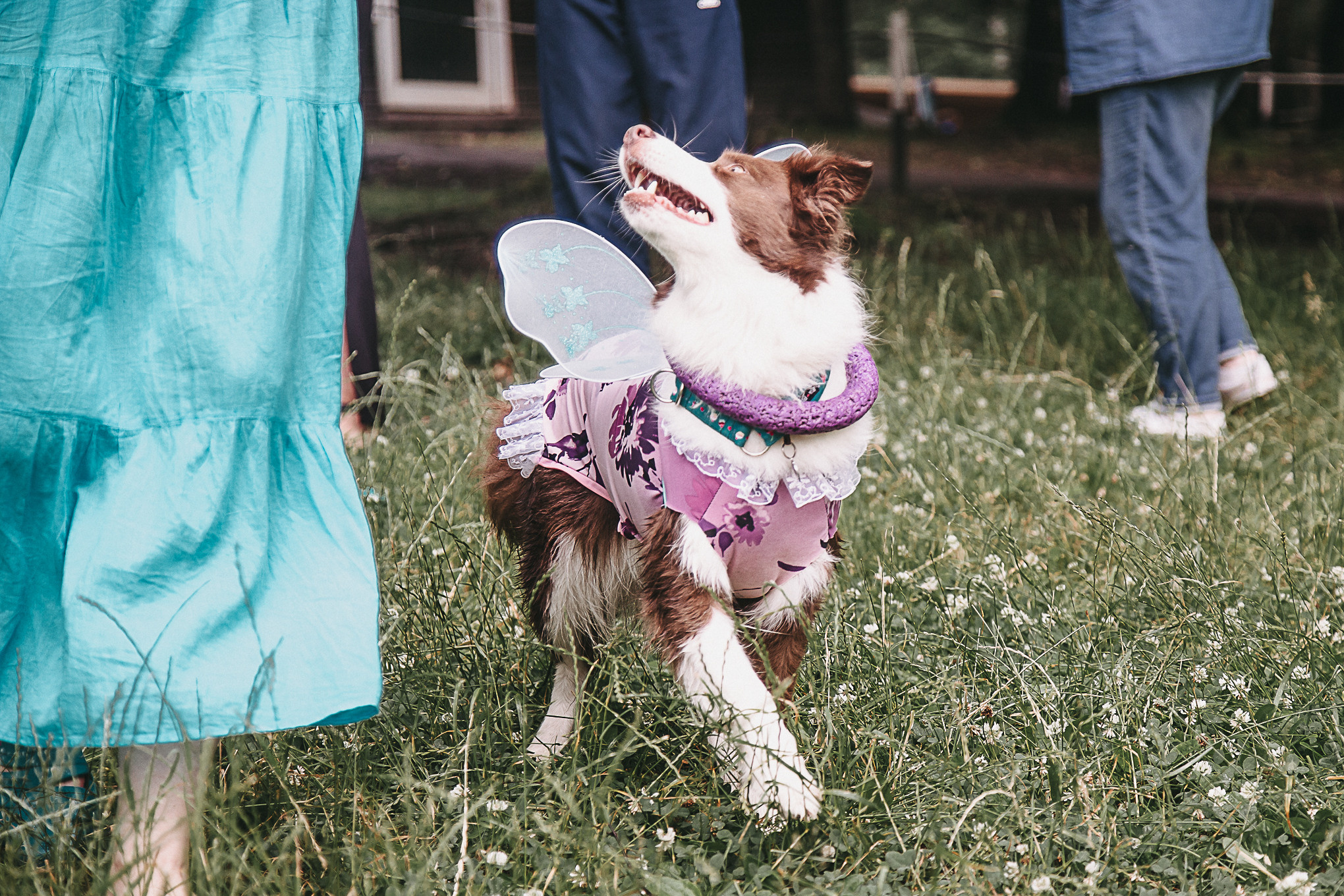 Dog Пати. Свадебный Семейный Репортажный фотограф в Москве