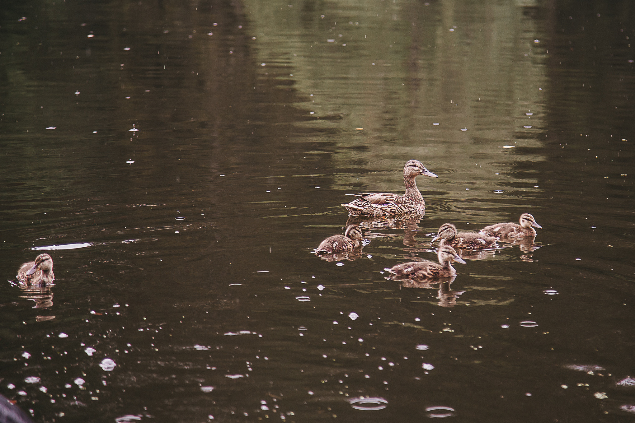 Dog Пати. Свадебный Семейный Репортажный фотограф в Москве