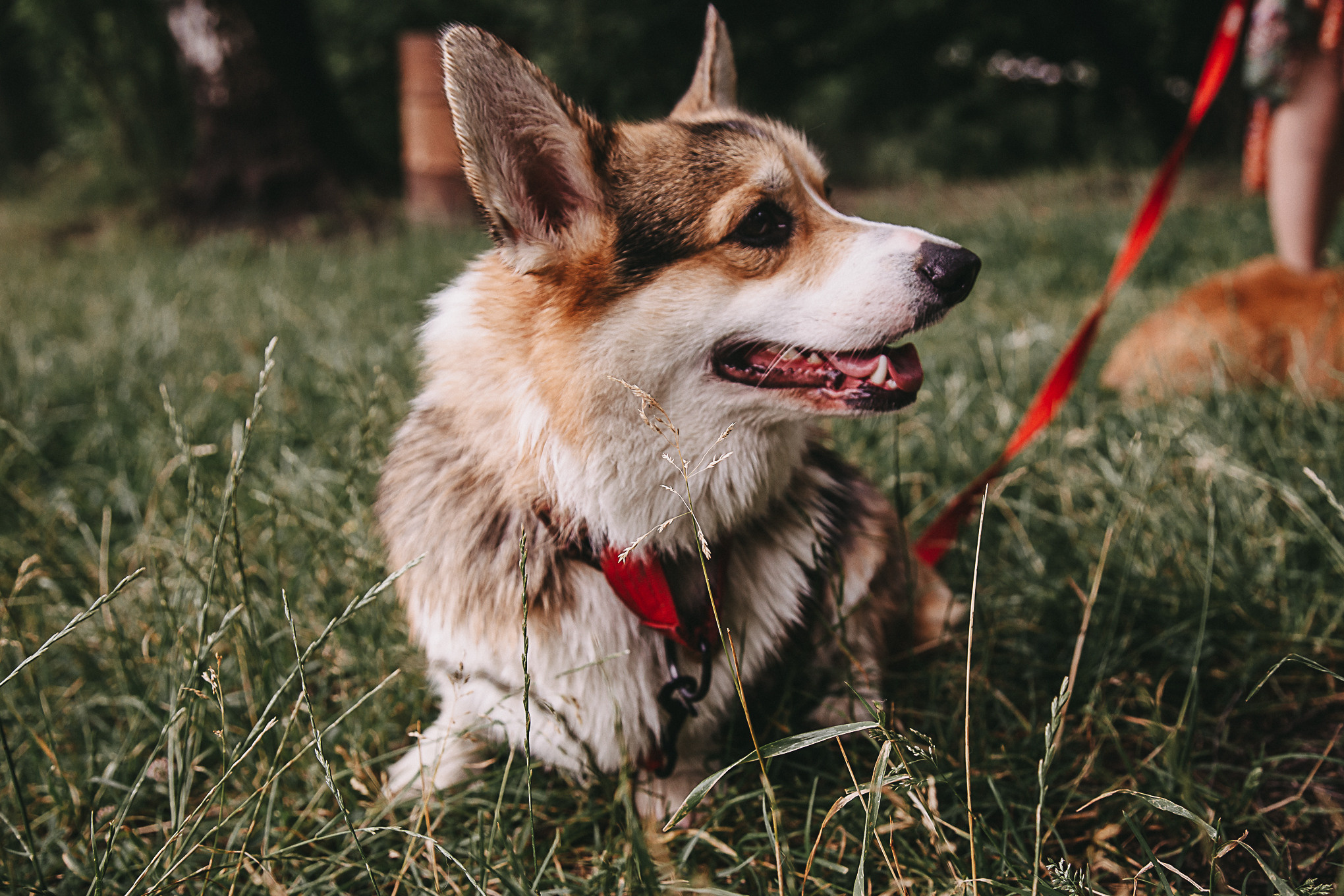 Dog Пати. Свадебный Семейный Репортажный фотограф в Москве