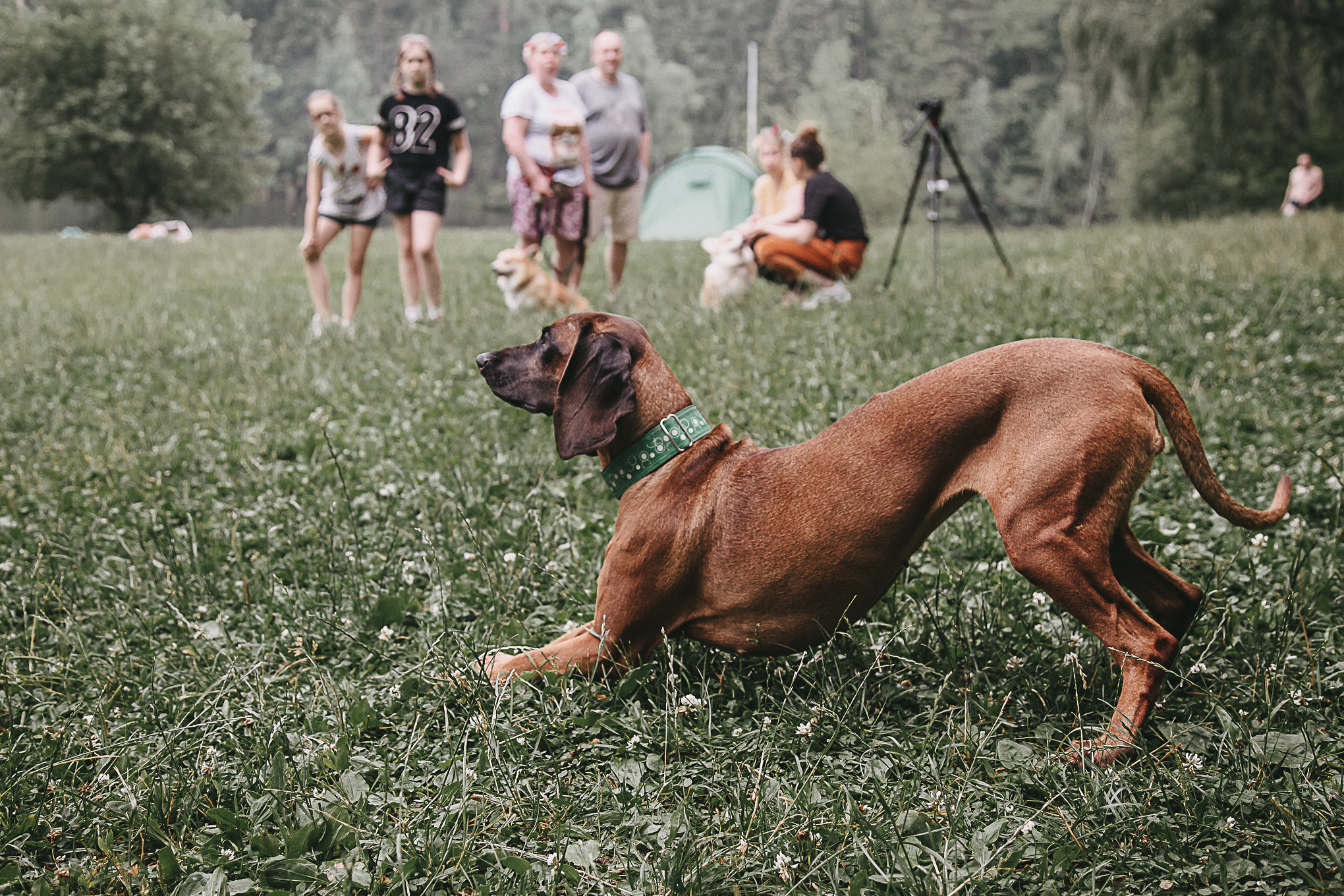 Dog Пати. Свадебный Семейный Репортажный фотограф в Москве