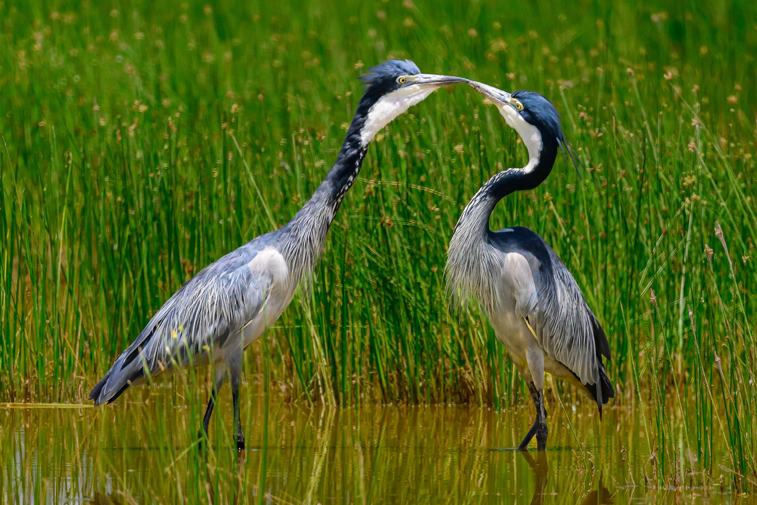 Цапли. Wildlife photography by Sergey Puponin