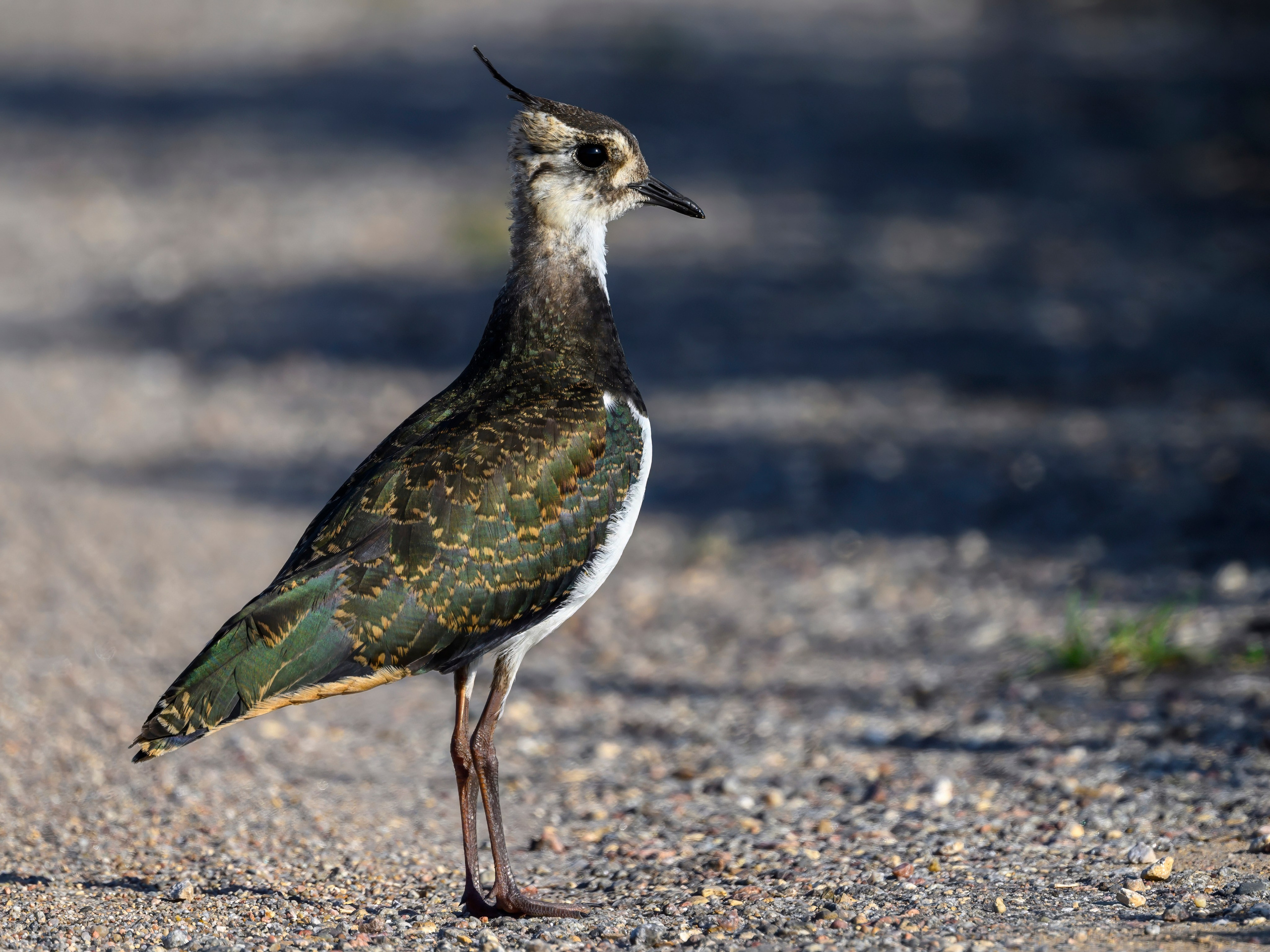 Совы и веретенники. Фотограф Сергей Пупонин