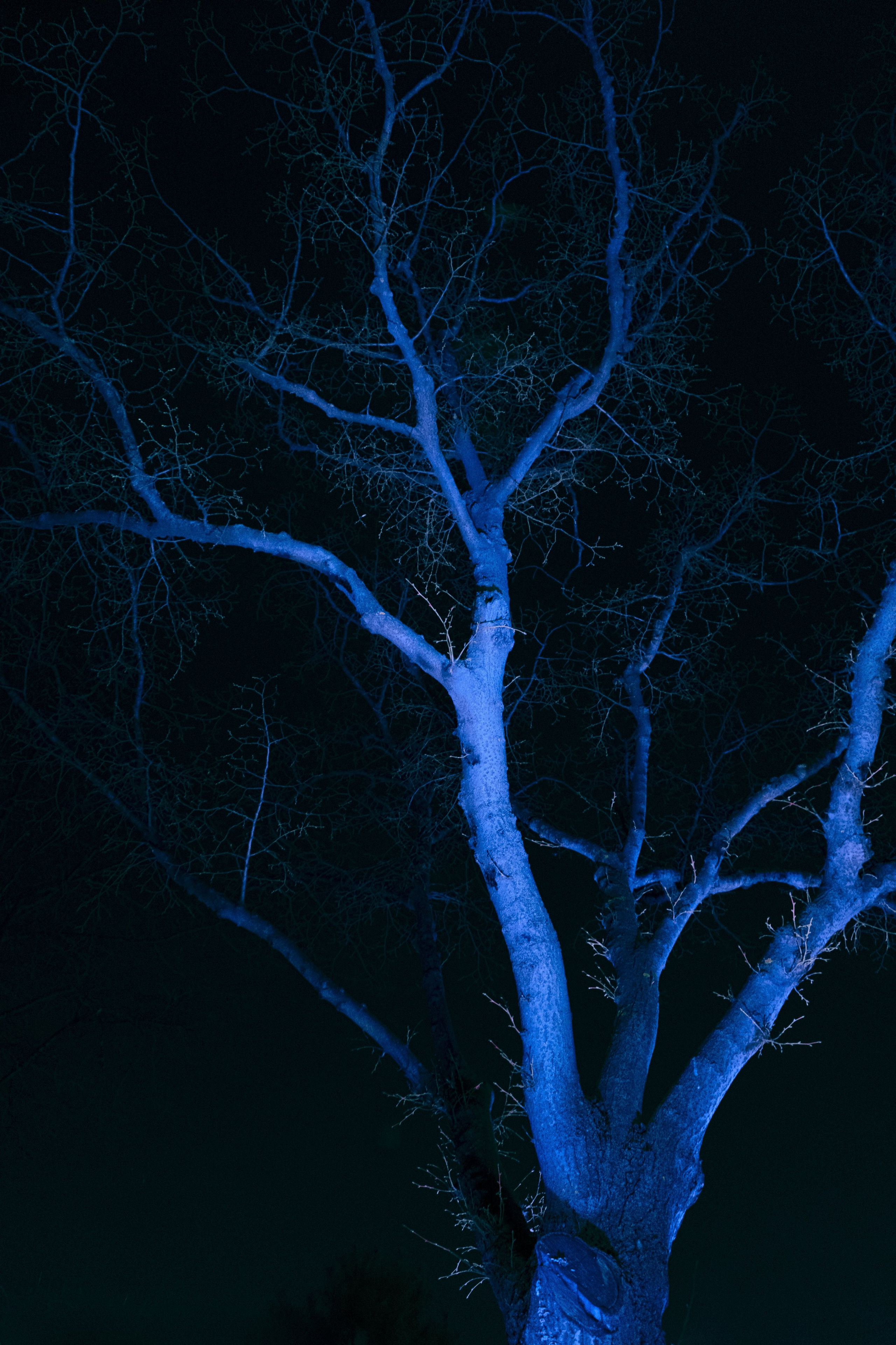 Wandering lights. Alena Ahmadullina