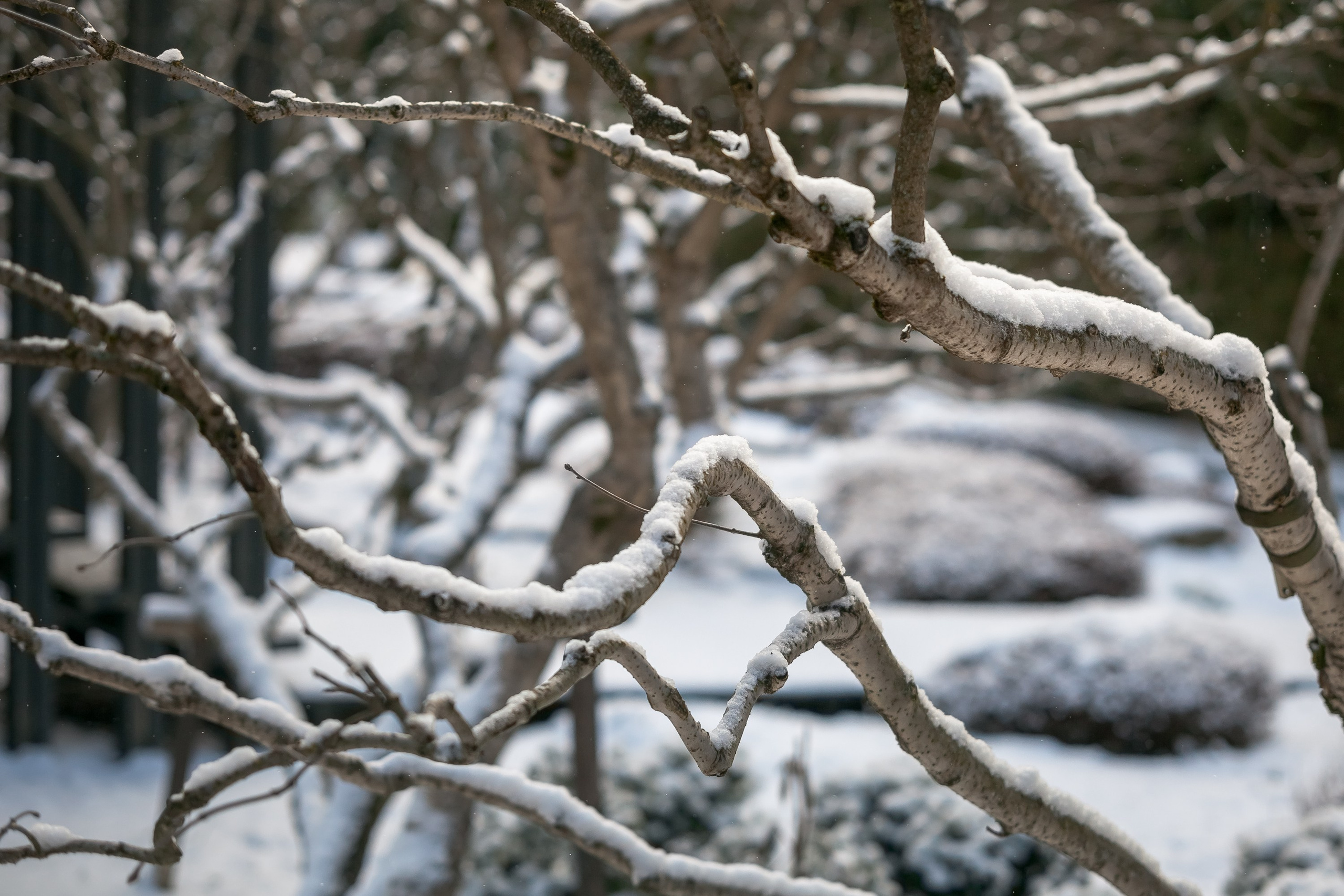Спящий сад, Елены Асташкиной. Туманов Виталий — фотограф Москва