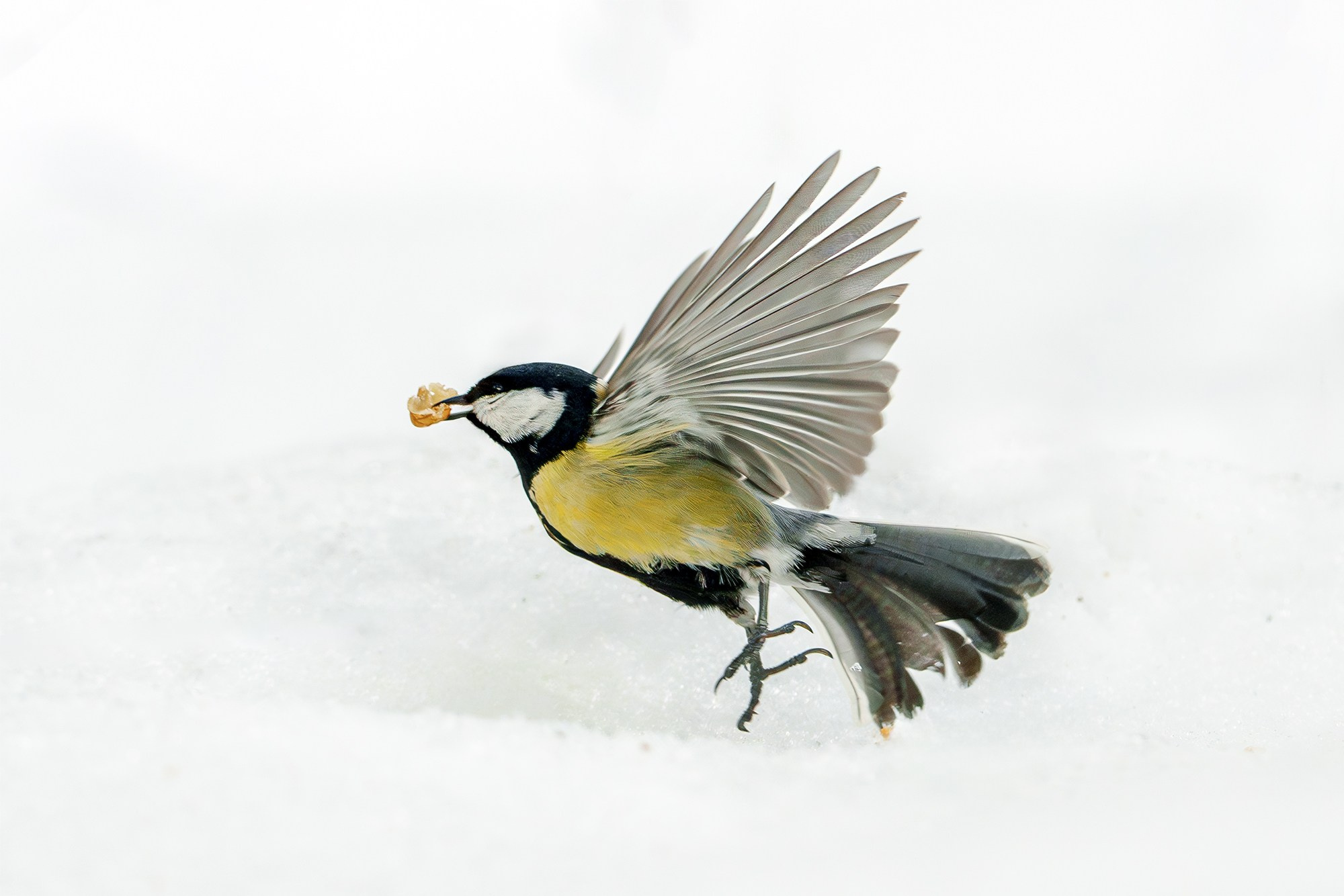 Удивительные мир птиц. Вокруг нас столько прекрасного — присмотритесь!. Ваш личный фотограф Марина Волкова