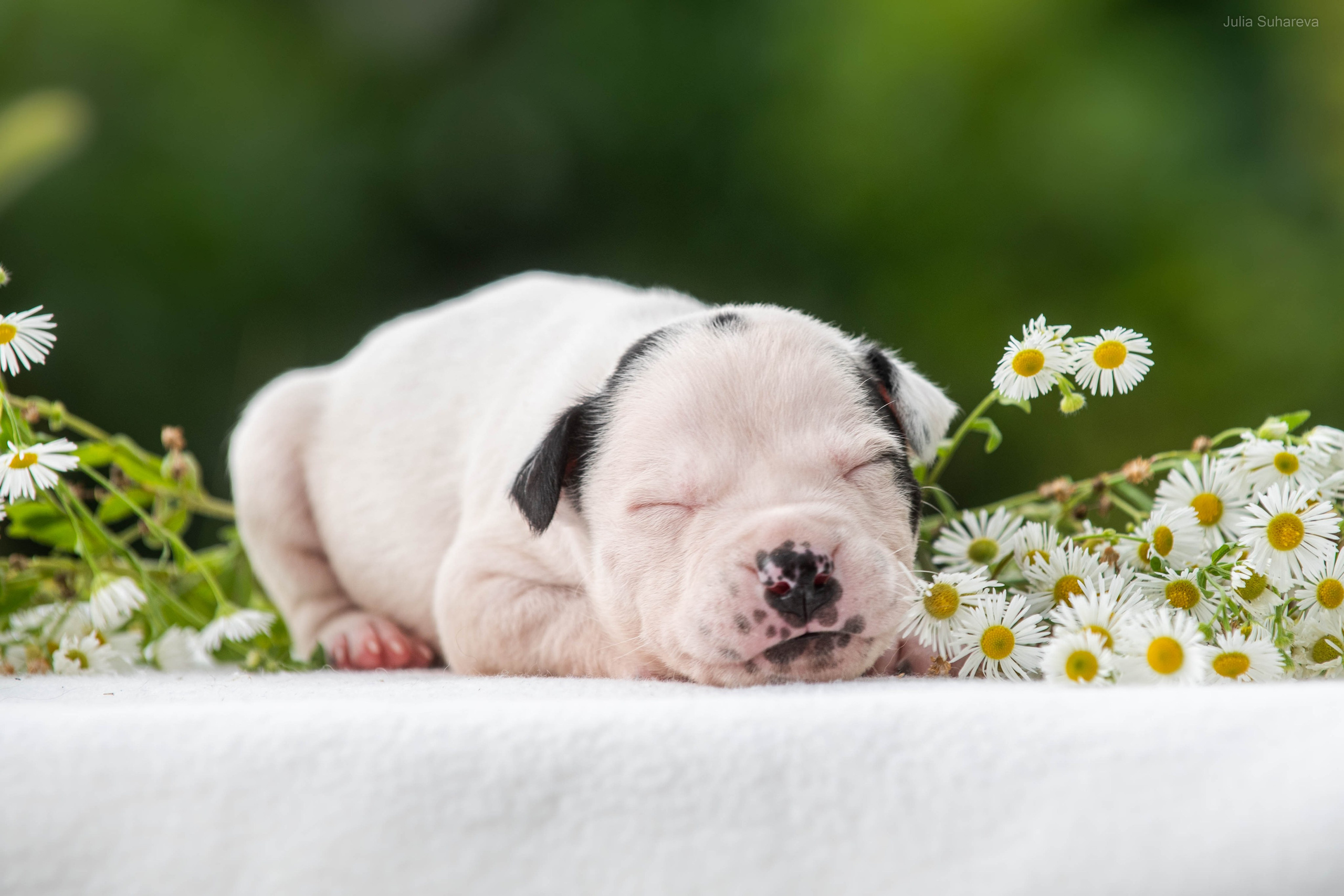 Щенки 2 недели. Главная