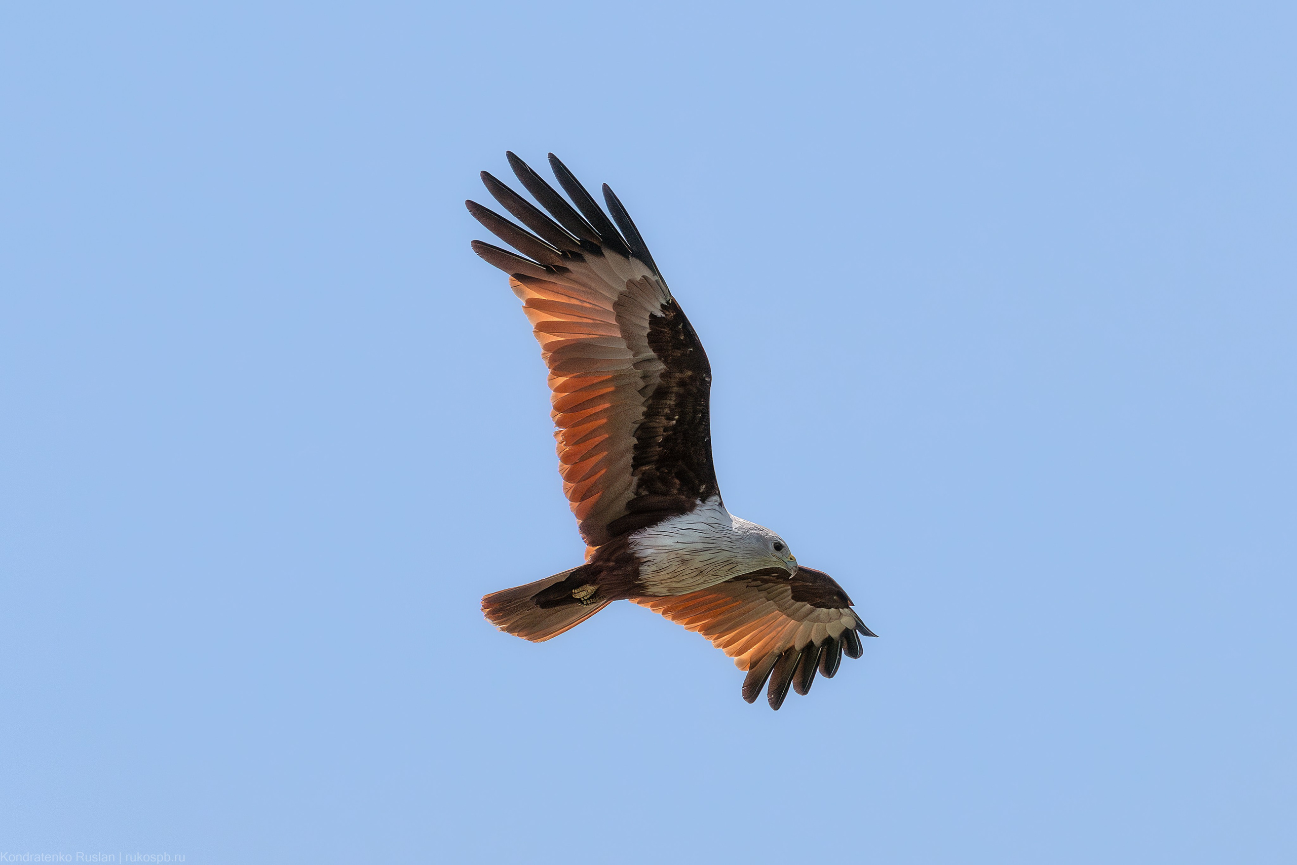 Браминский коршун. Архитектурный и пейзажный фотограф Кондратенко Руслан, Санкт-Петербург