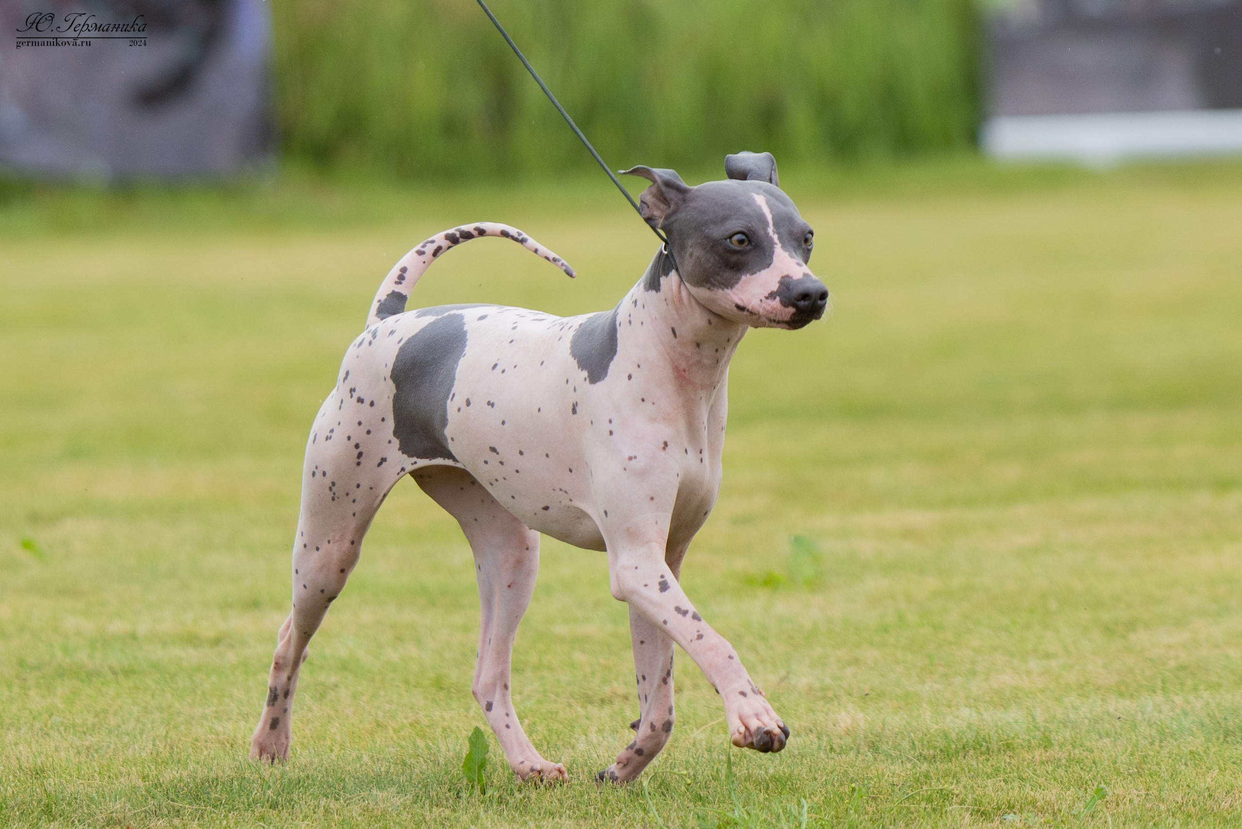 Ярославль 21.07.24 и Балашиха 13.07.24. Фотограф-анималист Юлия Германика