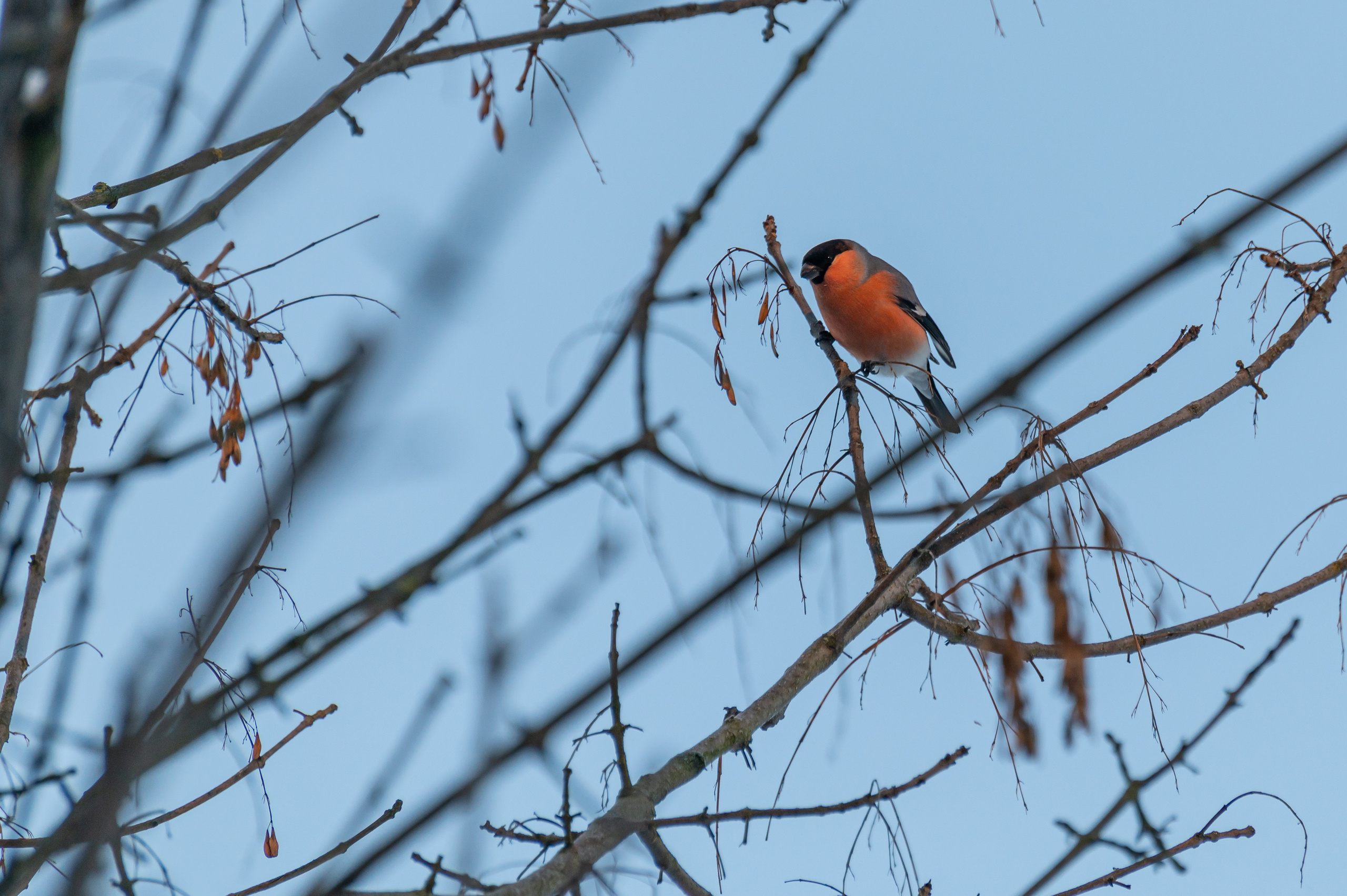 20240120 Воробьёвы горы. Дмитрий Ремизов. Фотография, как хобби
