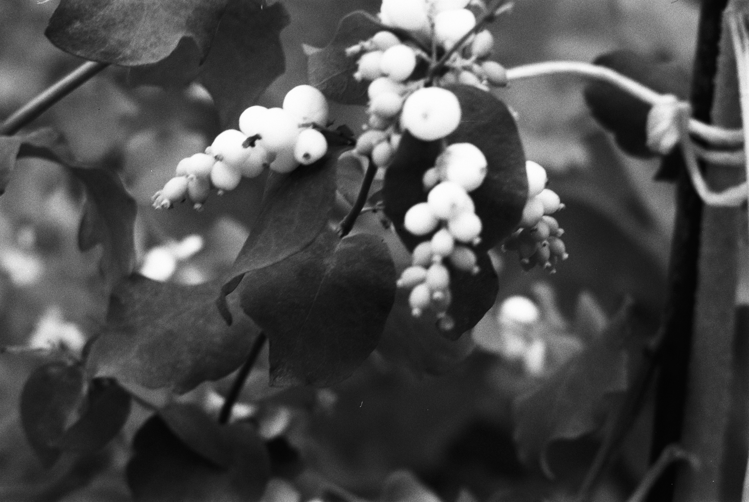 Dream chronicle. Part II. Pictorial dream — fine art fil photography by Yaroslav Pavlov