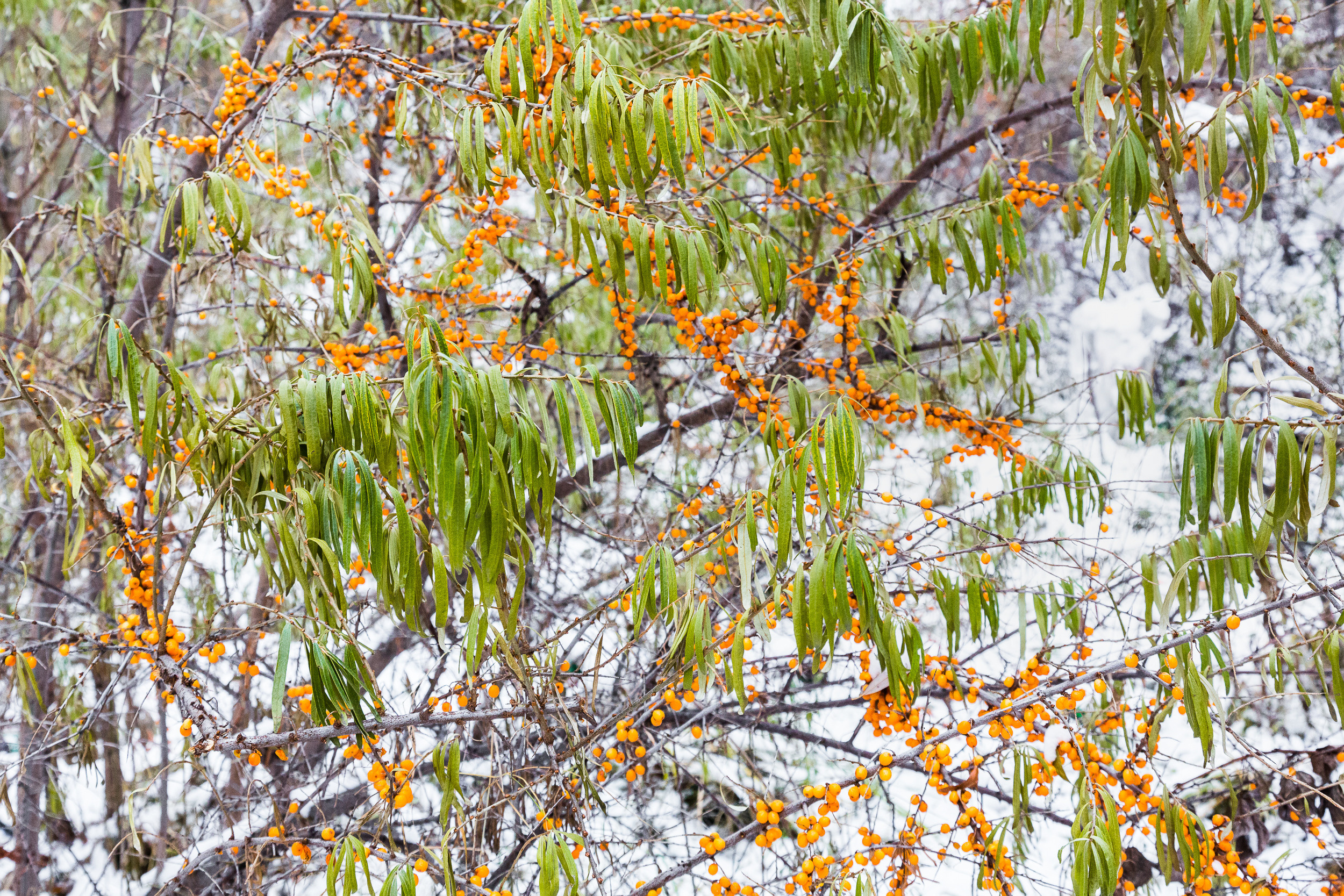 Татьяна Корчагина. Фотограф, художник. Обучение фотографии