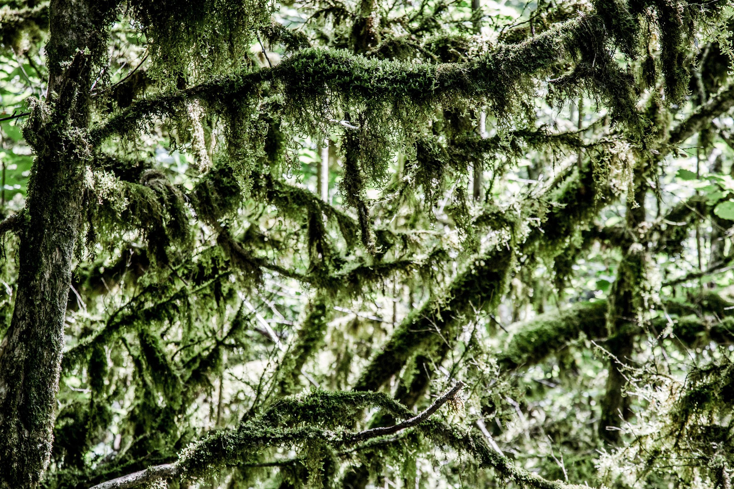 Татьяна Корчагина. Фотограф, художник. Обучение фотографии