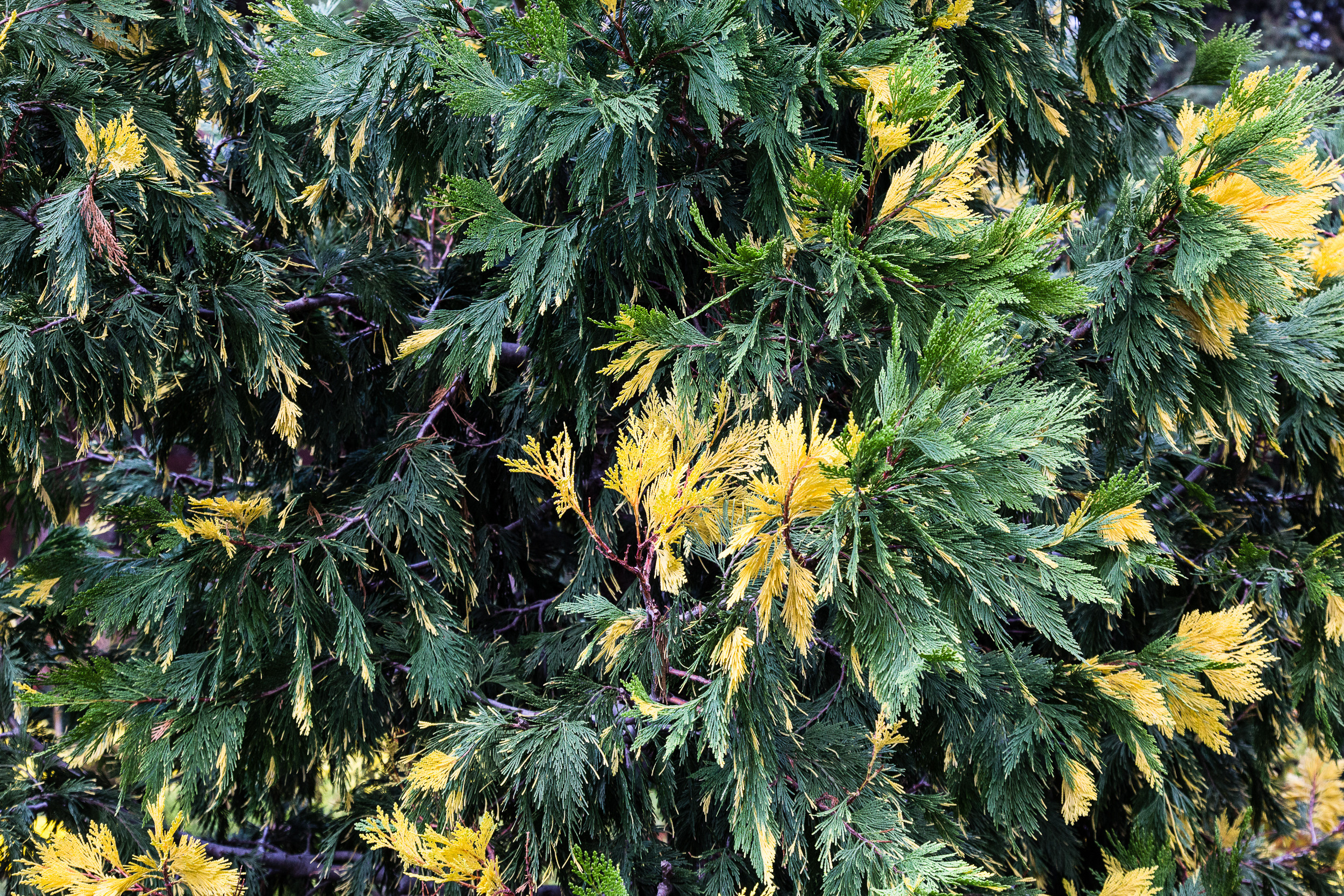 Татьяна Корчагина. Фотограф, художник. Обучение фотографии