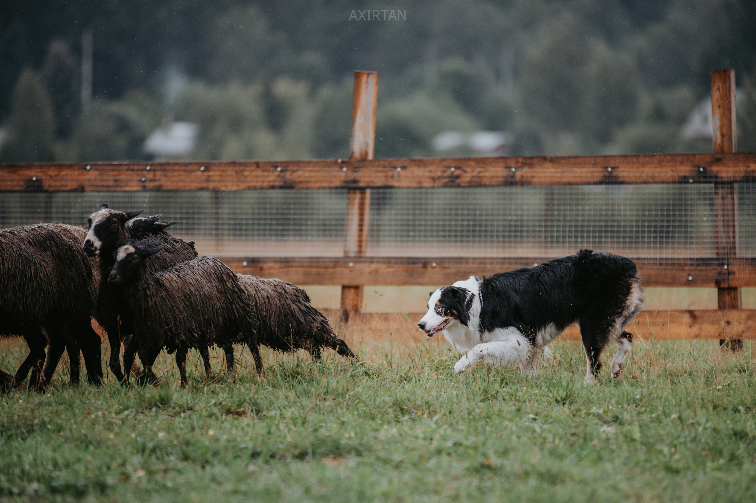 Синдра. BLGKV питомник собак