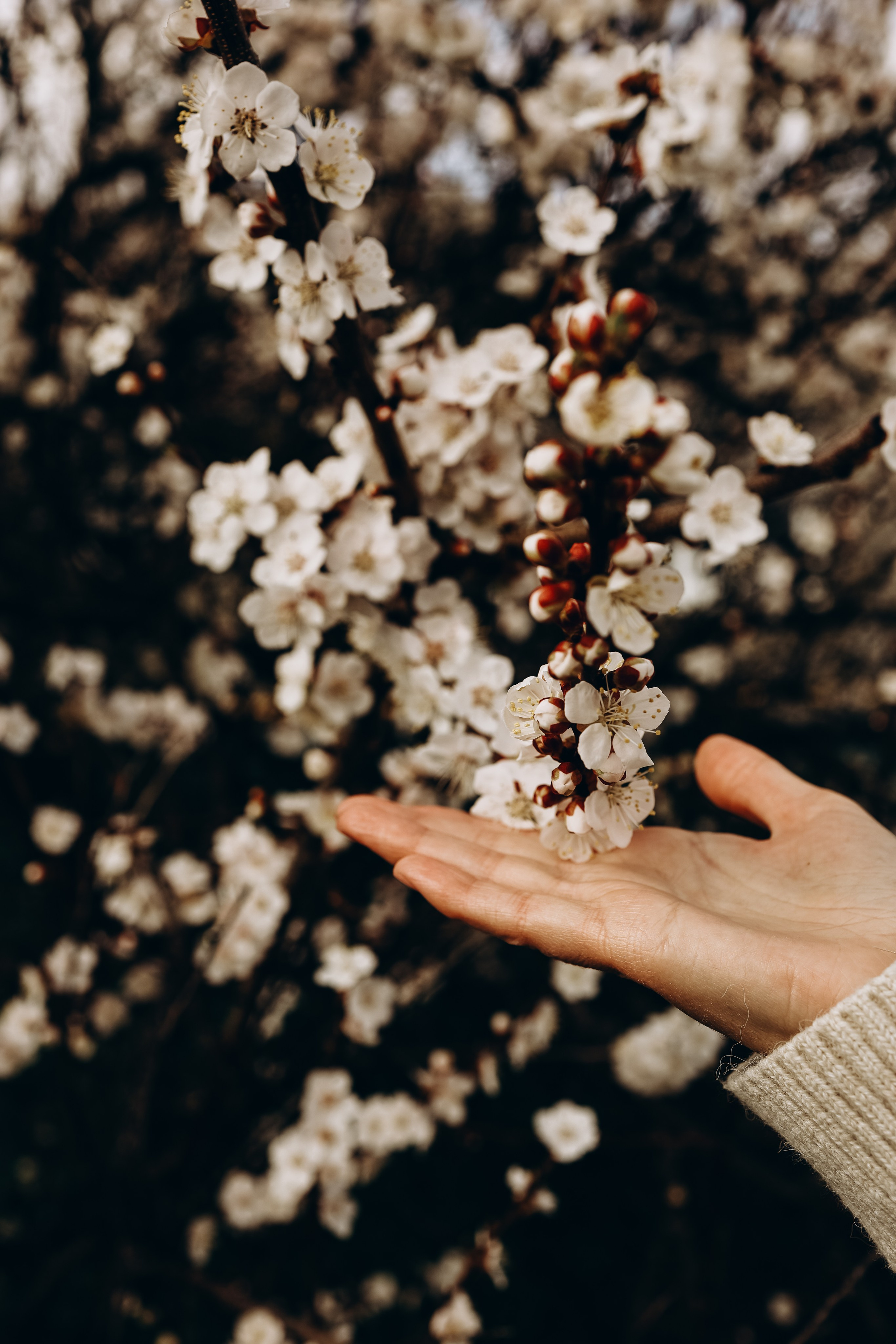 Снежана. Свадебный и семейный фотограф в Воронеже Ксения Воротникова