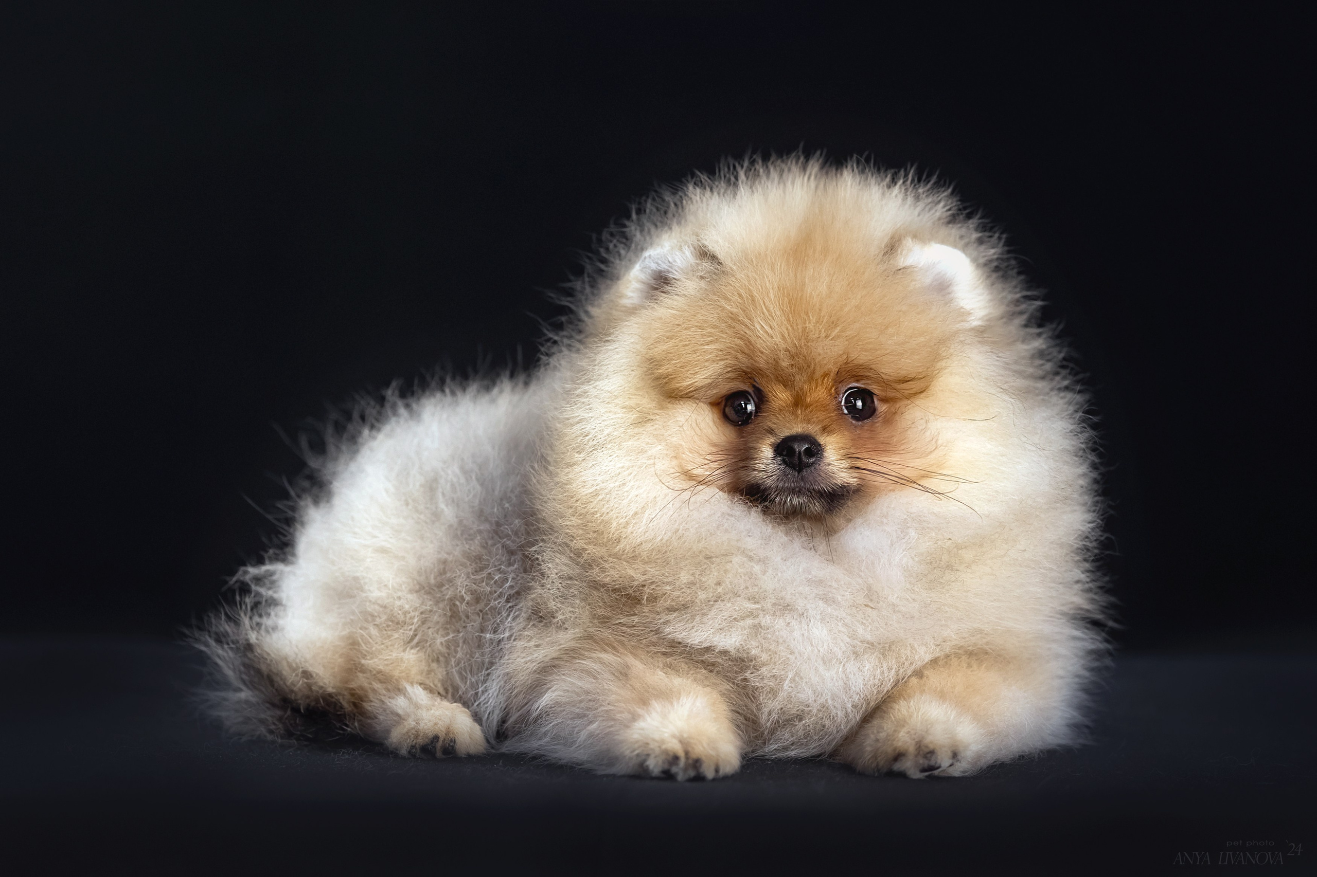 Шпицы. Фотограф анималист Аня Ливанова | Рыбинск