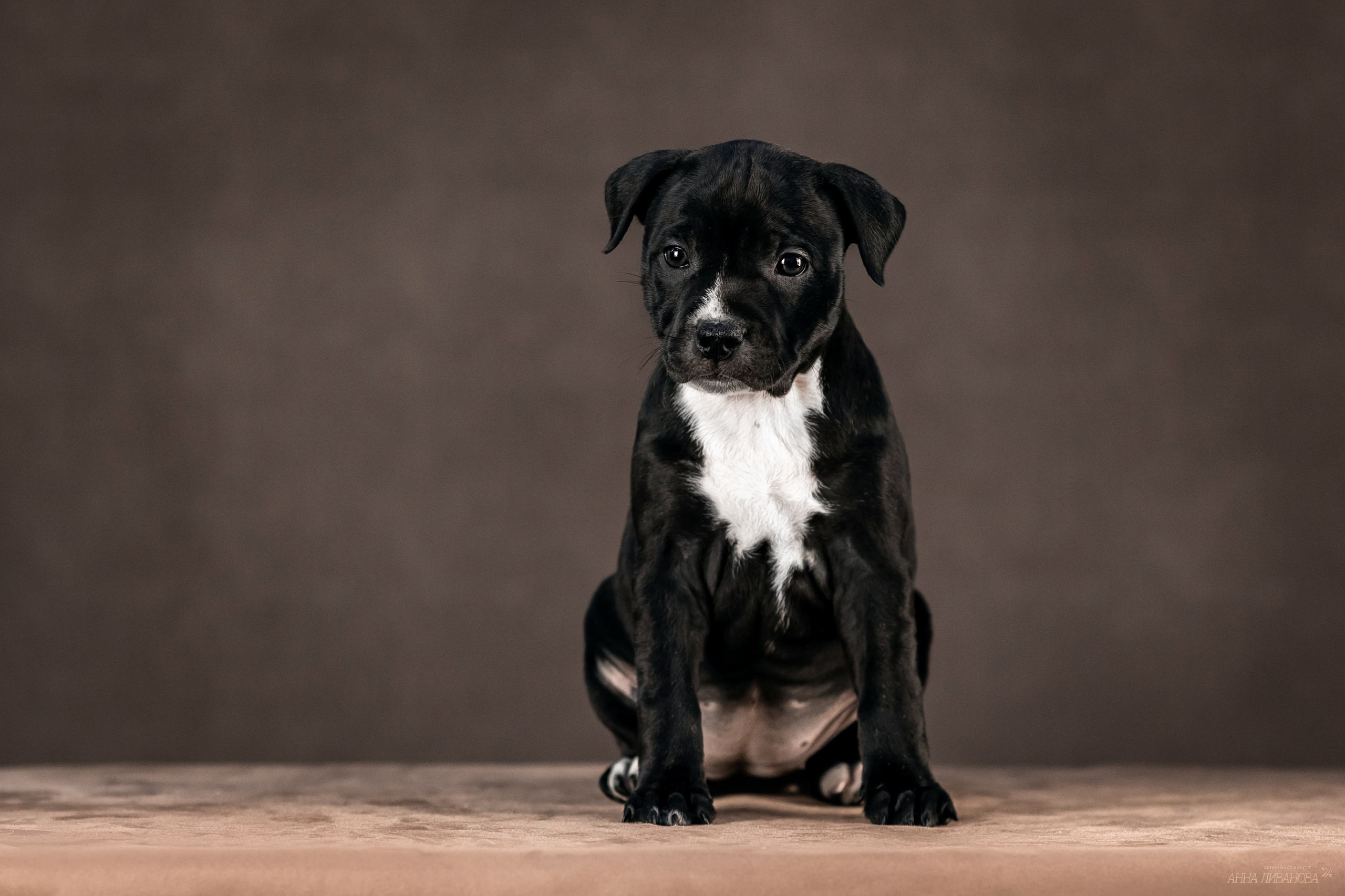 Стаффи. Фотограф анималист Аня Ливанова | Рыбинск