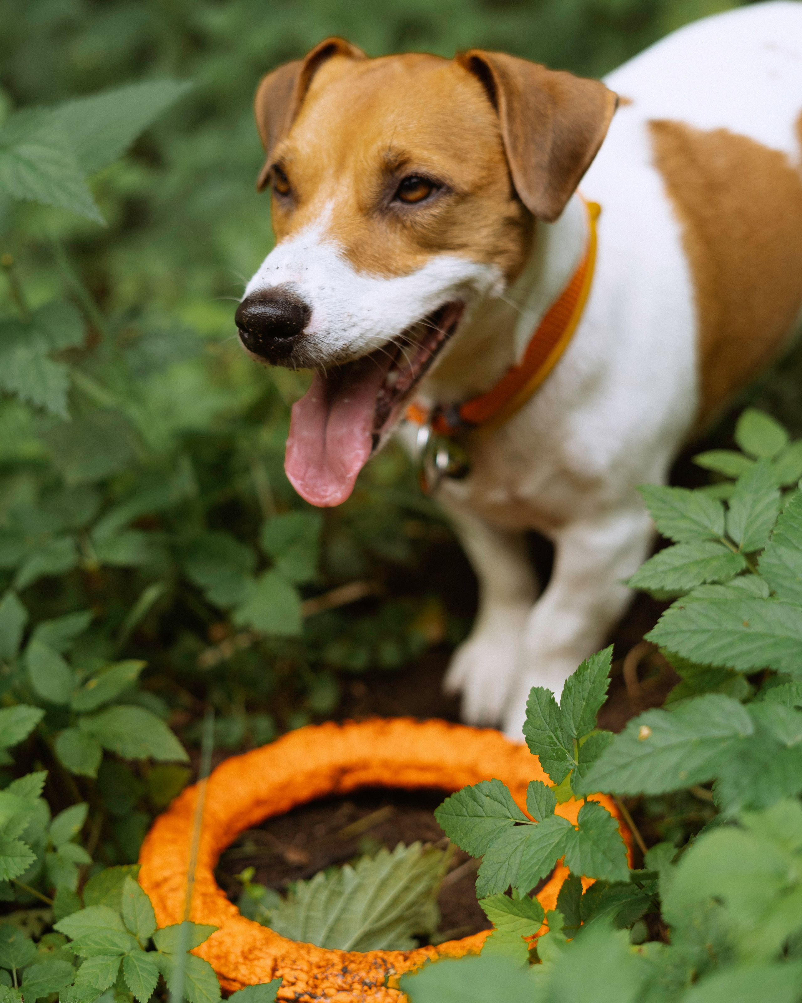 Катерина и Бруки. Фотограф в Москве Шалышко Ангелина