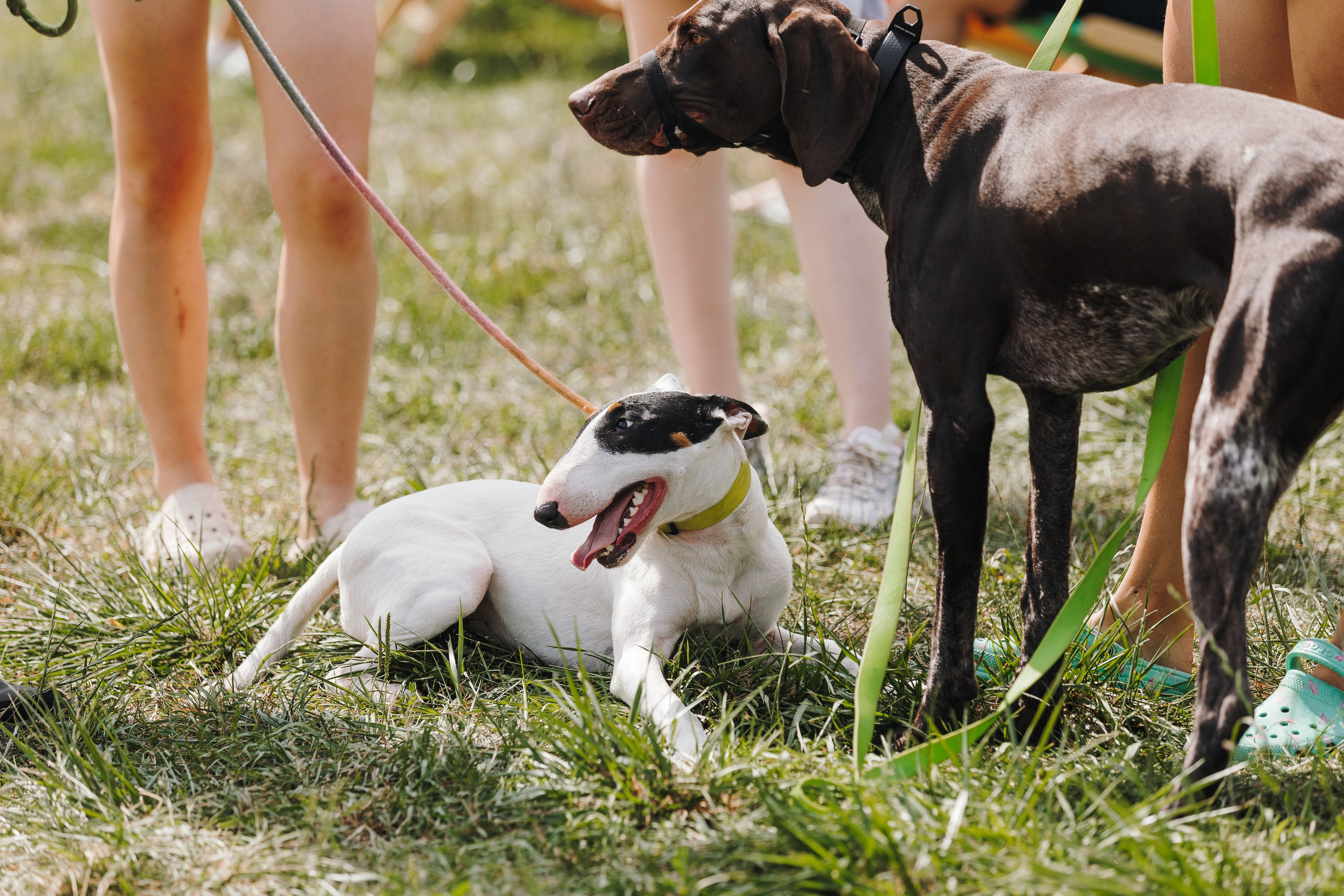 Petshop Sup day. Фотограф анималист Кристина Карпова, Москва
