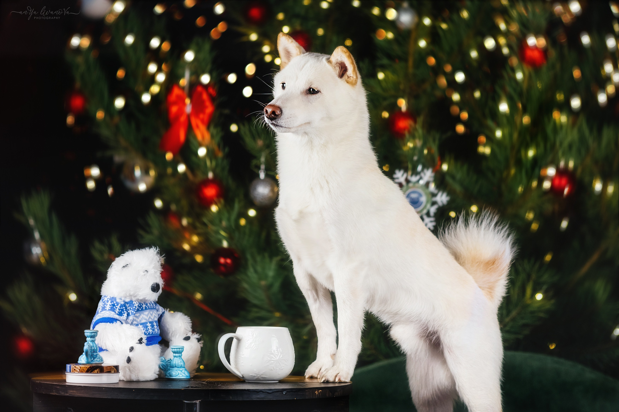 Новогодняя атмосфера в «Simply the Best». Фотограф анималист Аня Ливанова | Рыбинск