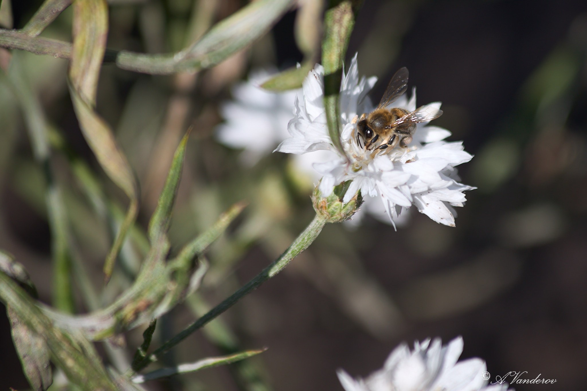 Село Савкино Баганского района Новосибирской области. Фотограф Омск | Александр Вандеров